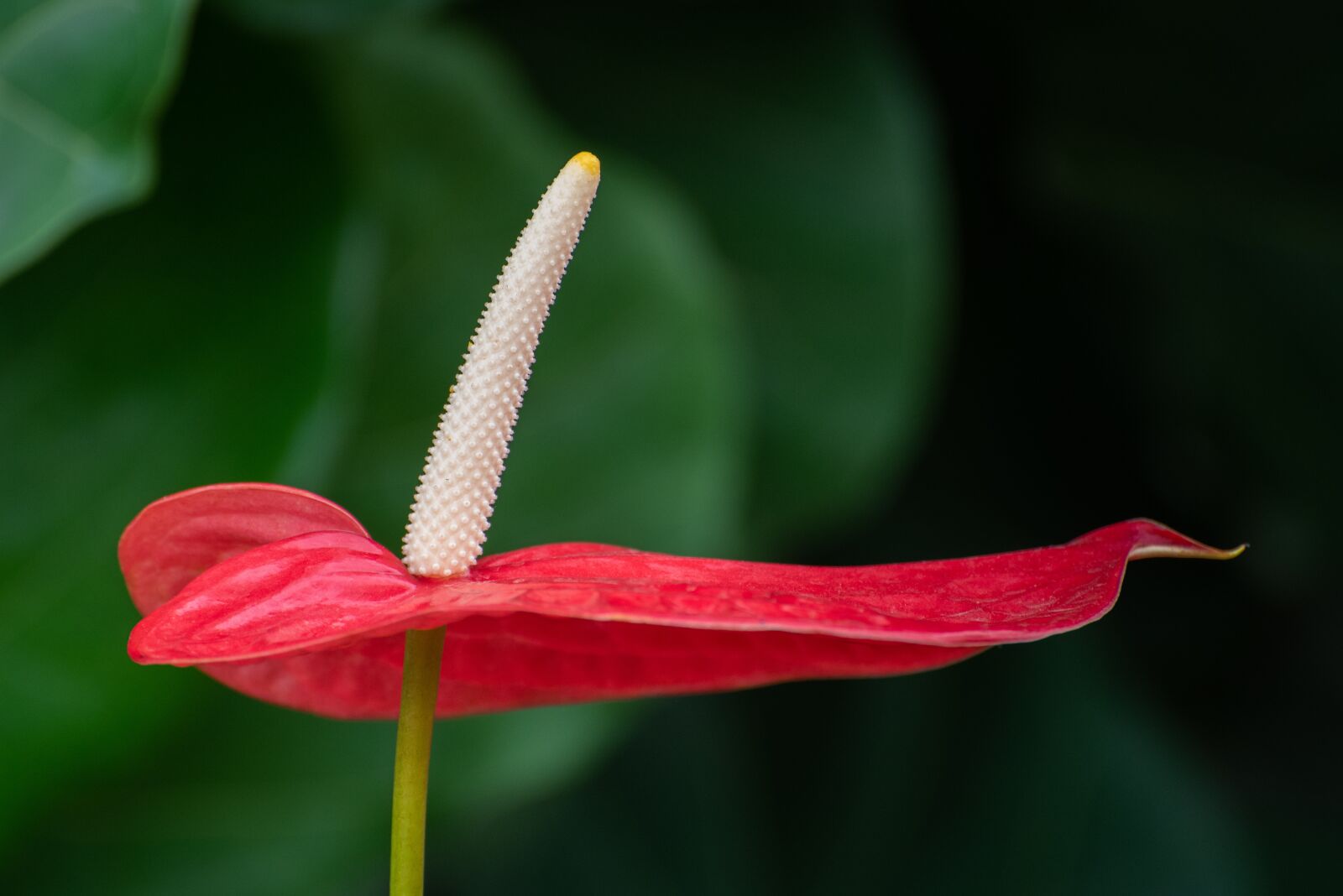 Nikon D750 sample photo. Laceleaf, flower, anthurium photography