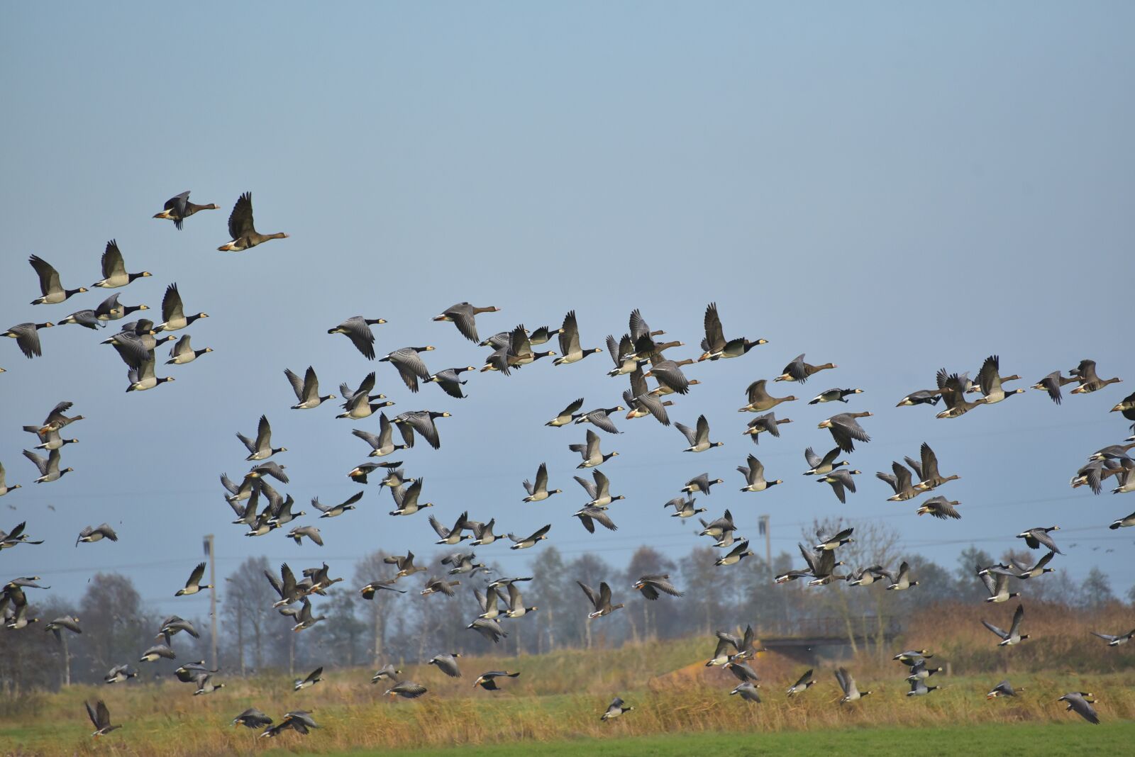 Nikon D750 sample photo. Geese, flying, birds photography