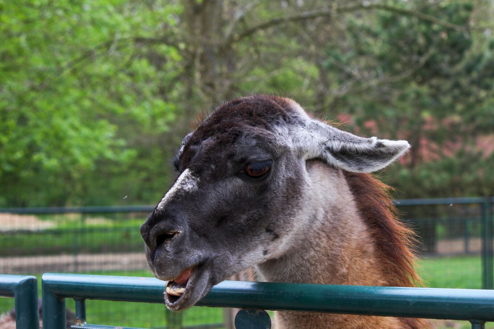 Canon EOS 1200D (EOS Rebel T5 / EOS Kiss X70 / EOS Hi) sample photo. Lama, animal, head photography