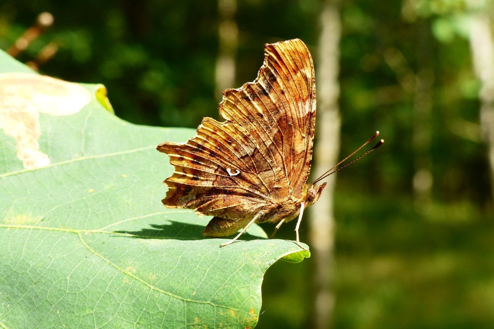 Panasonic Lumix DMC-FZ200 sample photo. Vanessa ceik, insect, butterfly photography