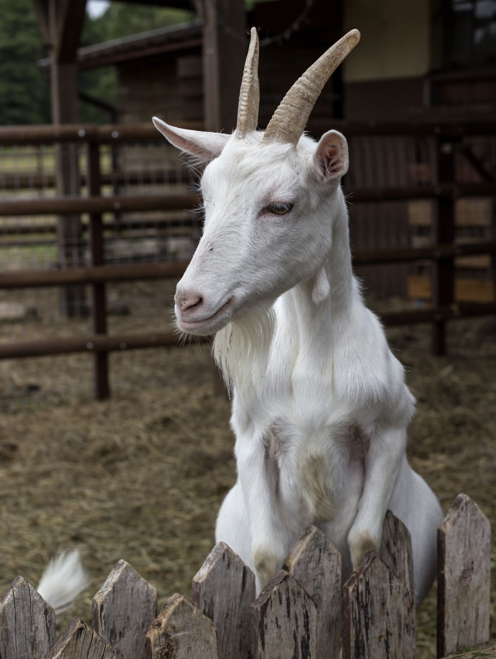 Canon EOS 6D + Canon EF 50mm F1.8 STM sample photo. Animal, horns, white photography