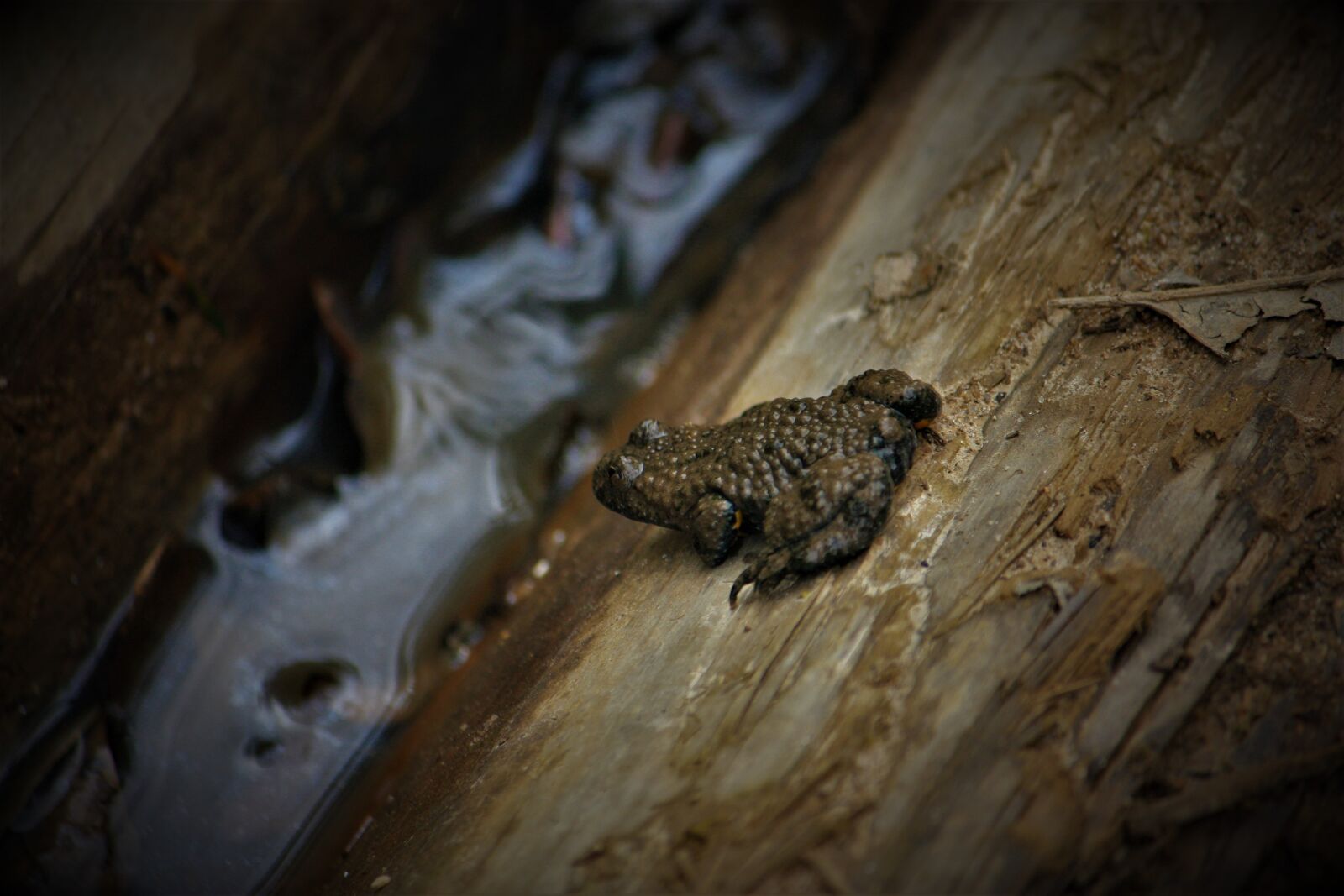 Canon EOS 450D (EOS Rebel XSi / EOS Kiss X2) sample photo. Yellow-bellied, toad, auvergne photography