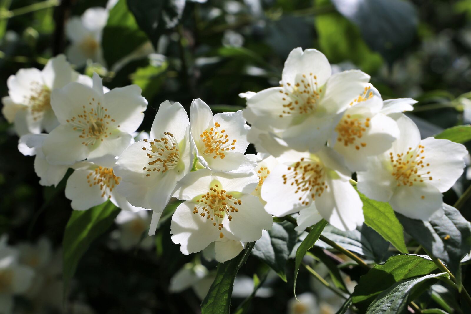 Canon EF 24-105mm F3.5-5.6 IS STM sample photo. Spring, jasmine, blooming photography