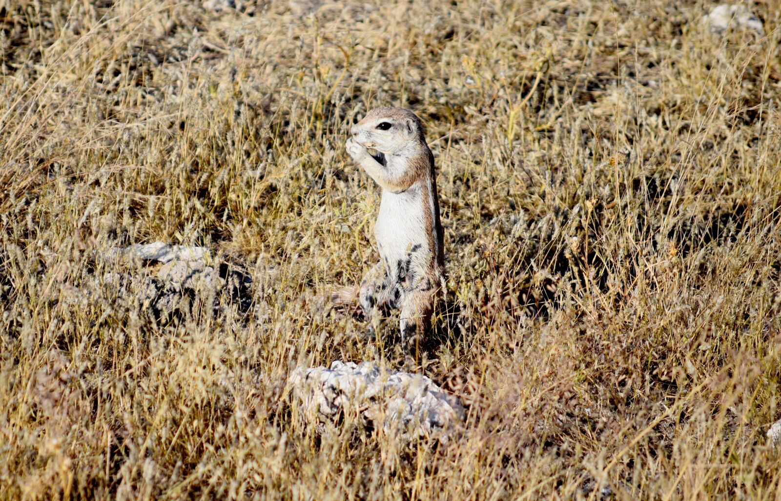 Nikon D5300 sample photo. Squeeral, small, animal photography