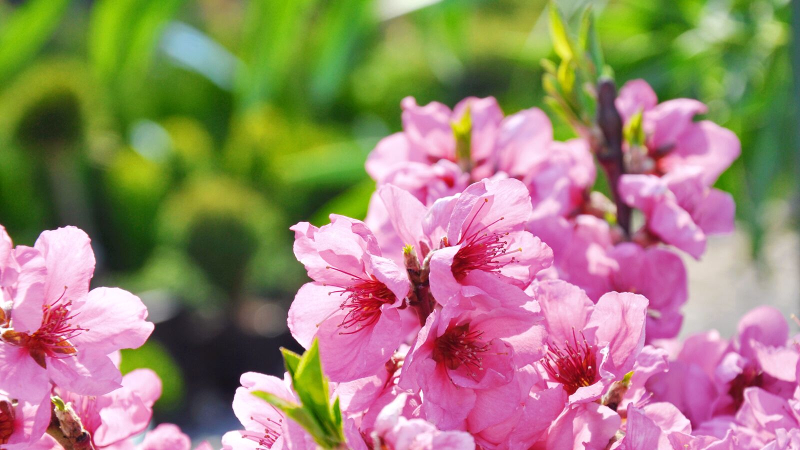 Nikon D90 sample photo. Flowering tree, fruity, garden photography