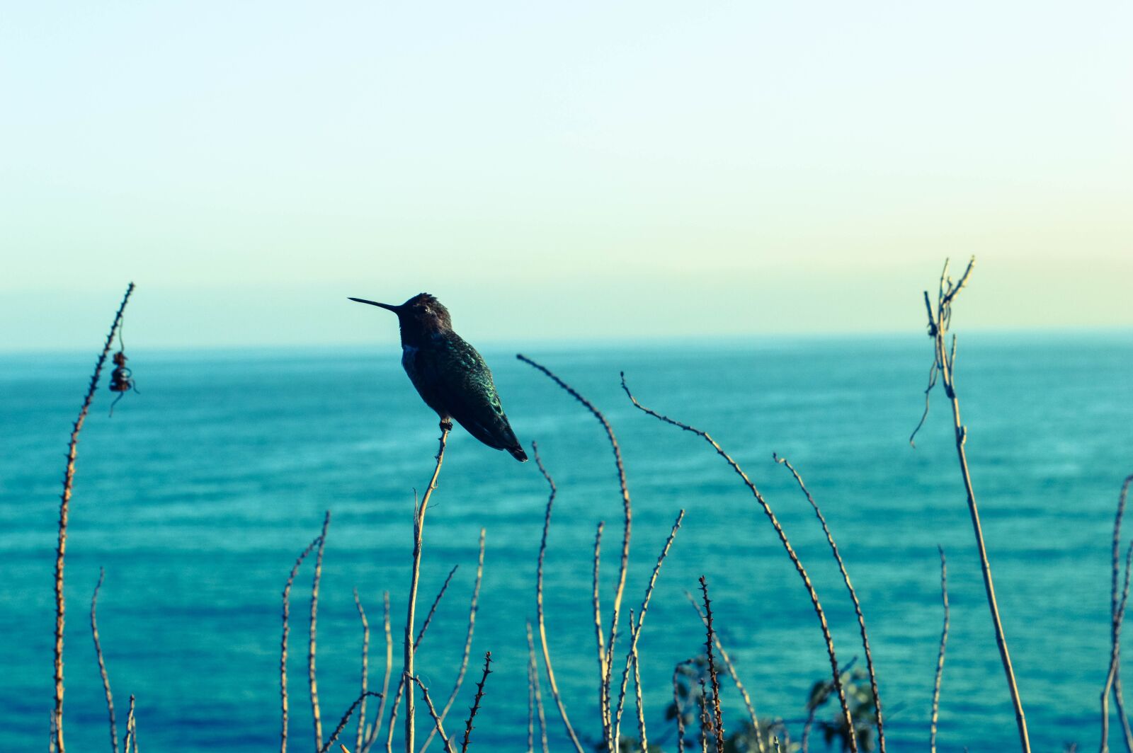 Nikon D3200 sample photo. Hummingbird, seaview, blues photography