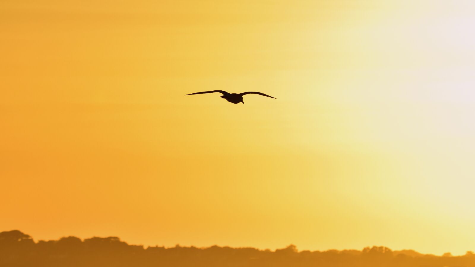 Nikon D5600 sample photo. Seagull, bird, flying photography