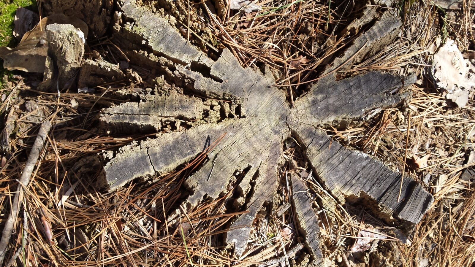 Samsung Galaxy S4 sample photo. Nature, tree, trunk photography
