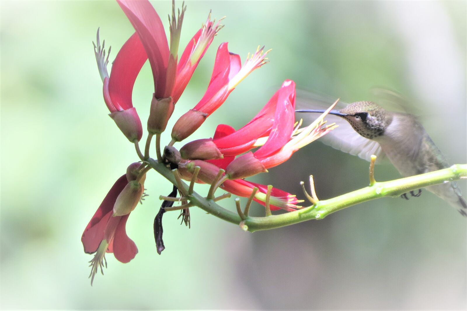 Canon PowerShot SX50 HS sample photo. Bird, in flight, hummingbird photography