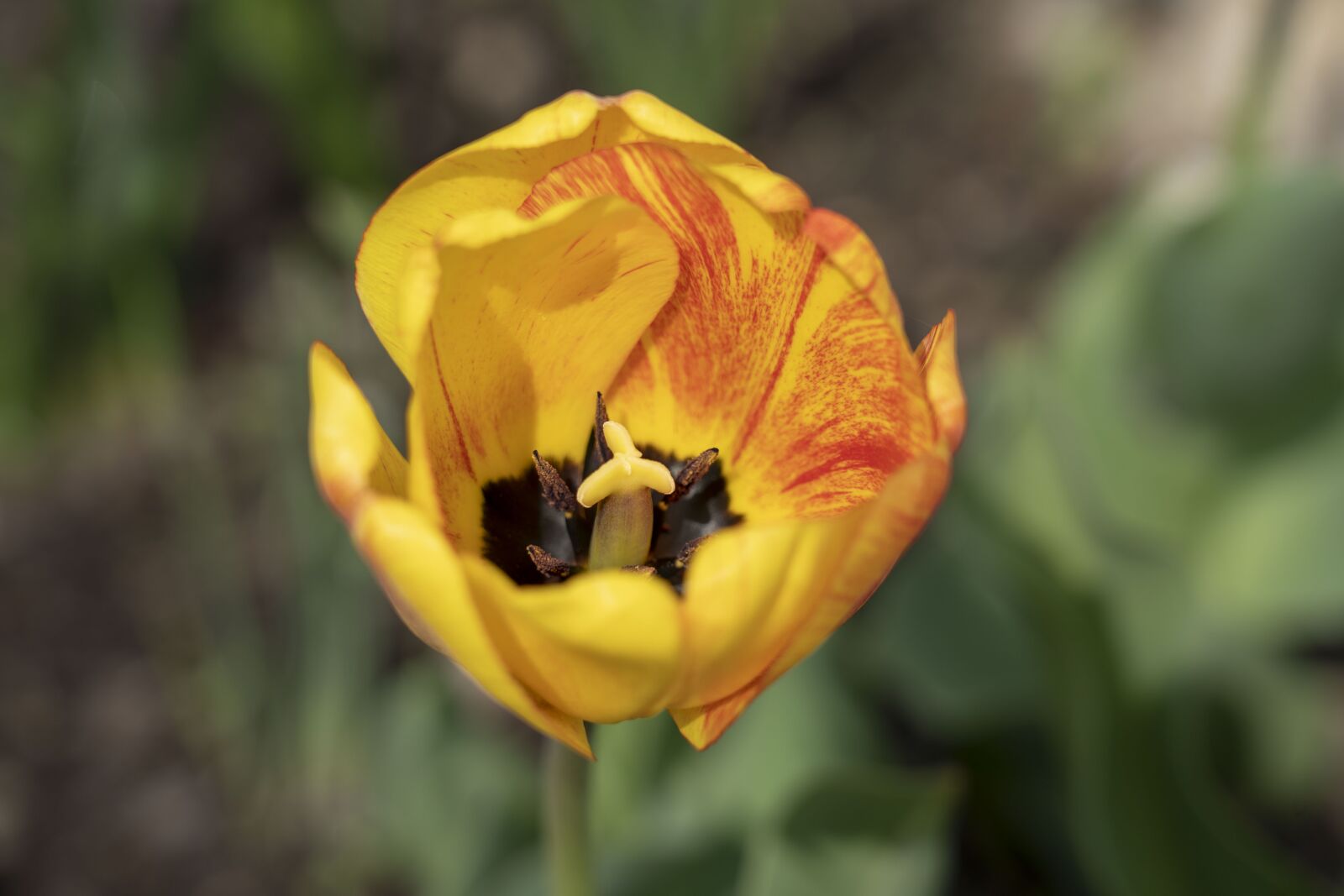 Sony FE 24-105mm F4 G OSS sample photo. Tulip, flower, plant photography