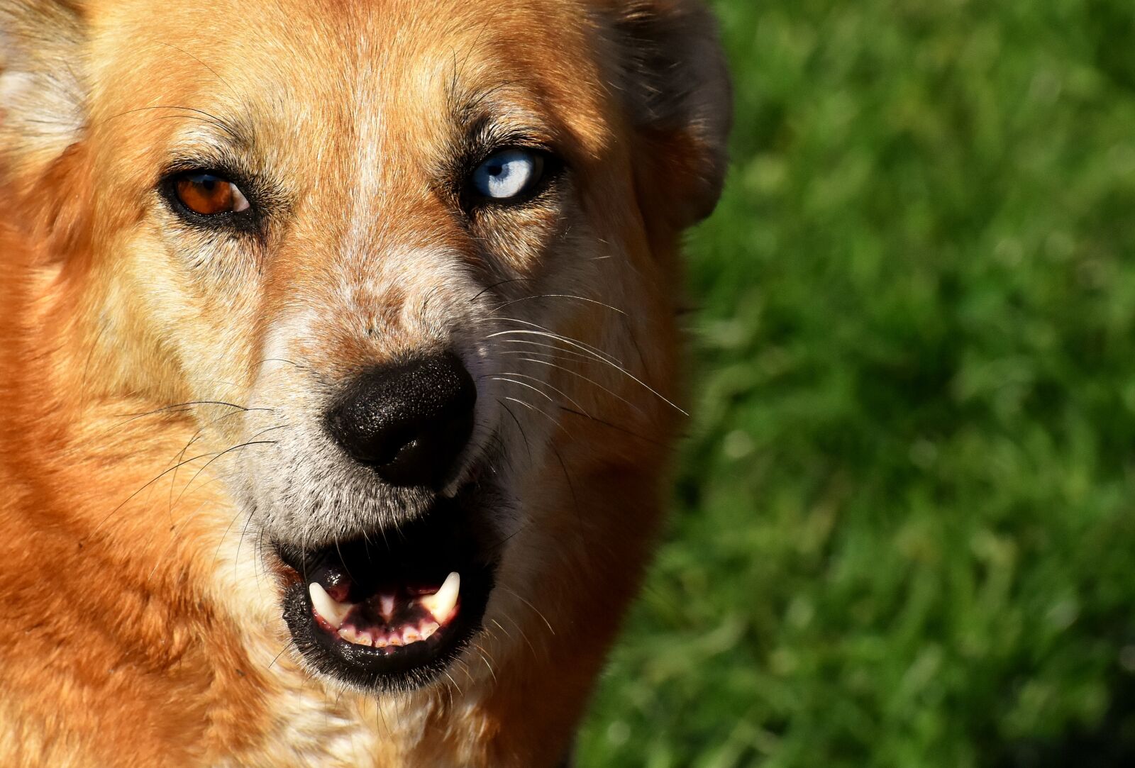 Nikon D7200 sample photo. Dog, animal, different eye photography