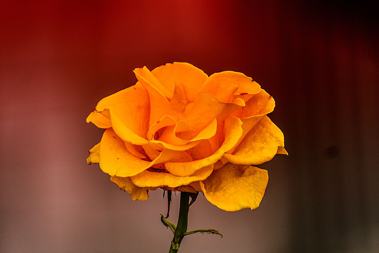 Nikon D3400 sample photo. Rosa, flower, spring photography