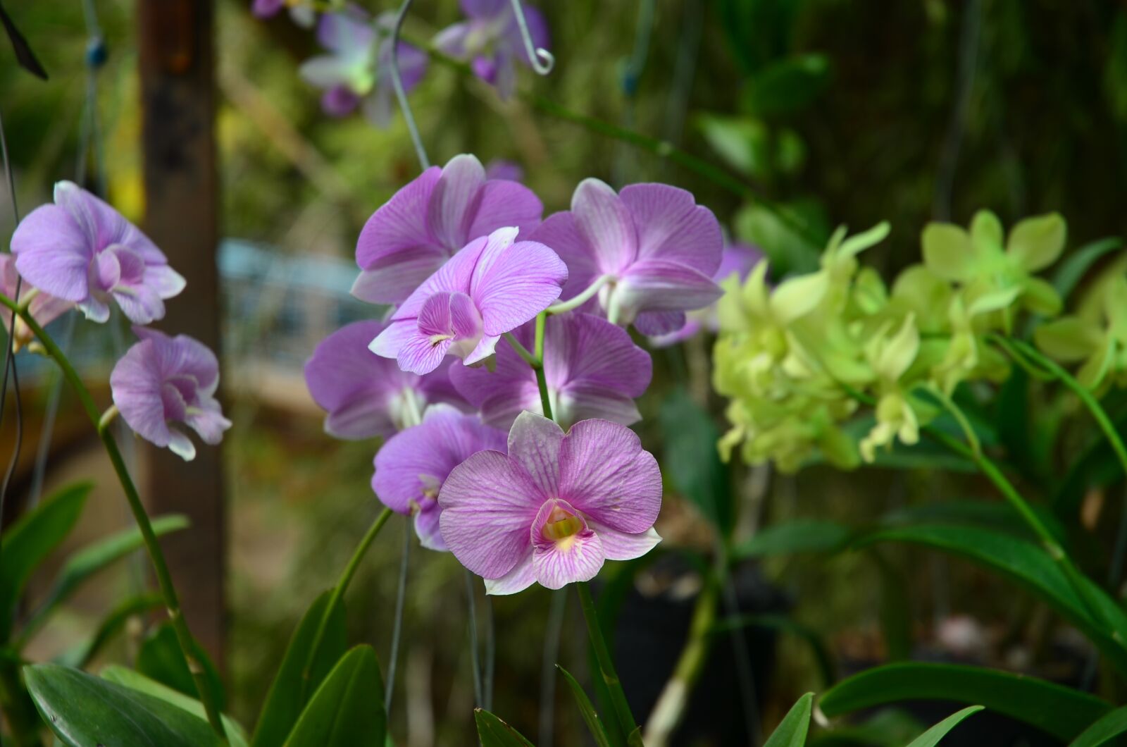 Nikon D5100 sample photo. Orchids, purple, color photography