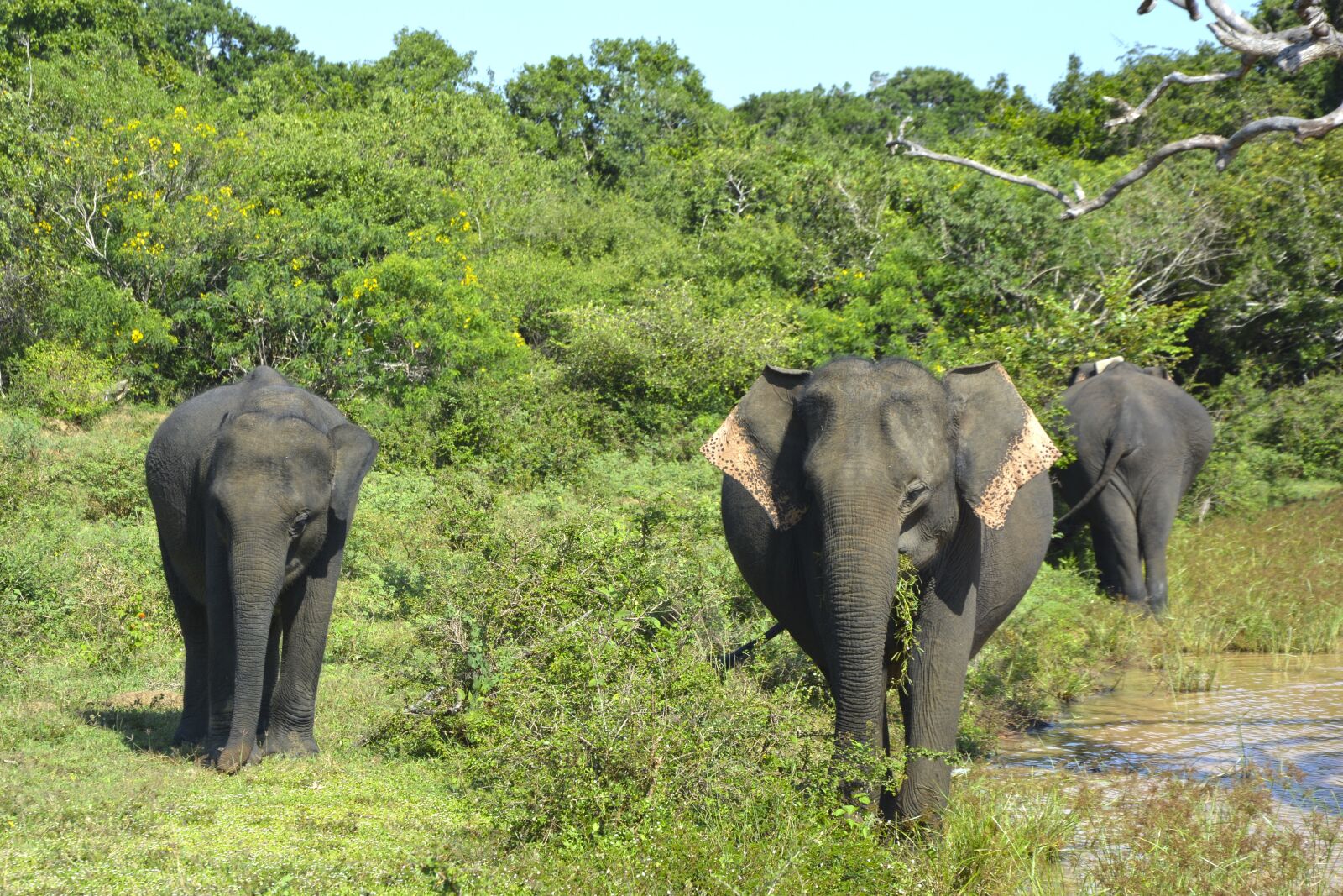 Nikon D5200 sample photo. Elephants, family, baby elephant photography