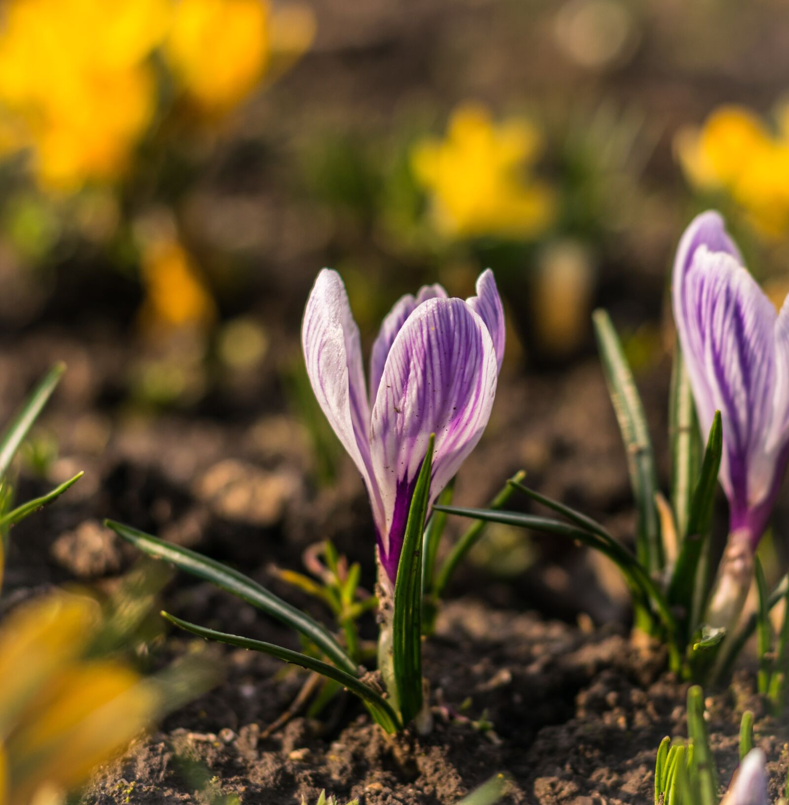 Nikon D3300 sample photo. Spring, flower, in the photography