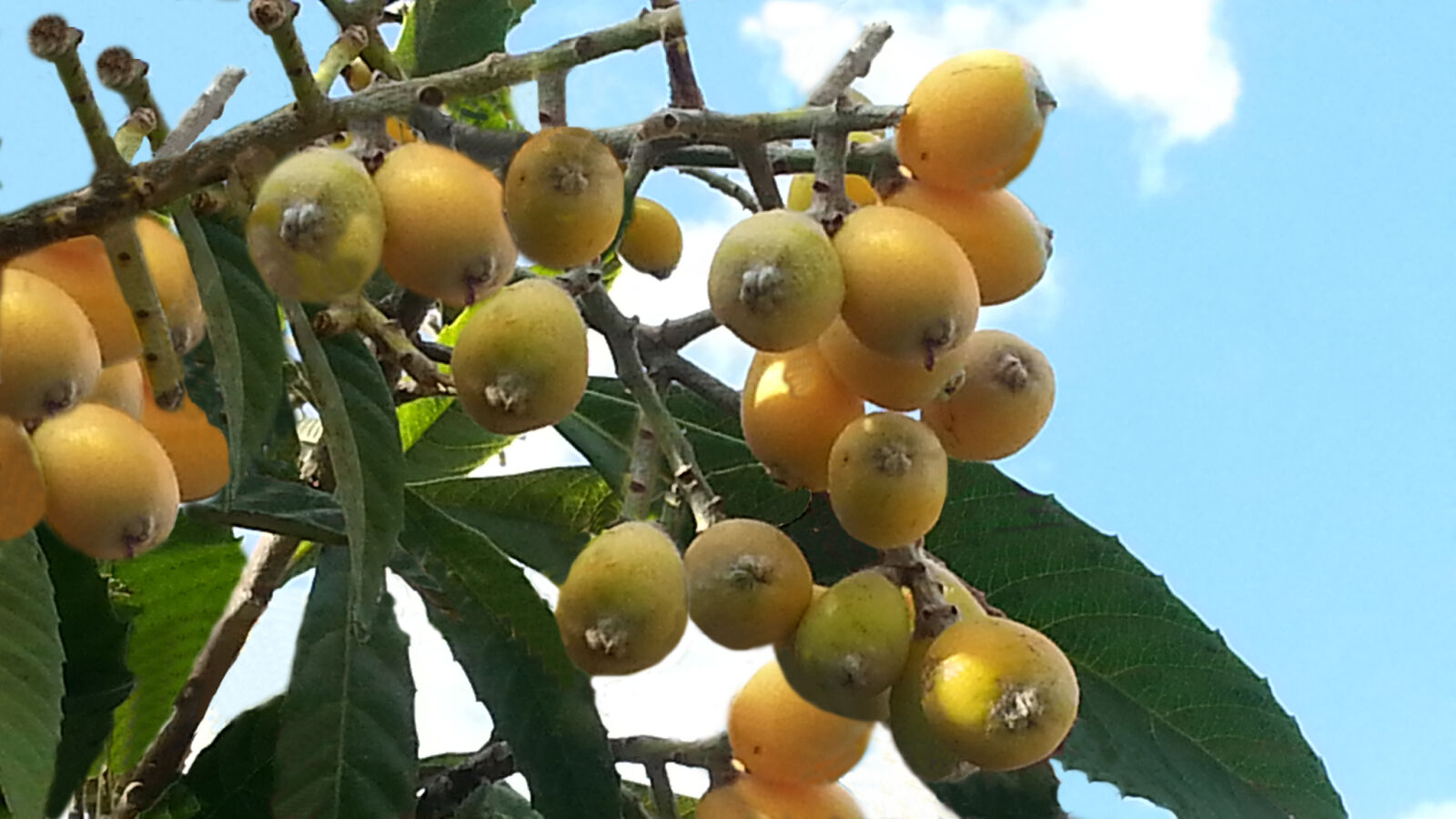 Samsung Galaxy S3 sample photo. China, fruits, green, loquat photography