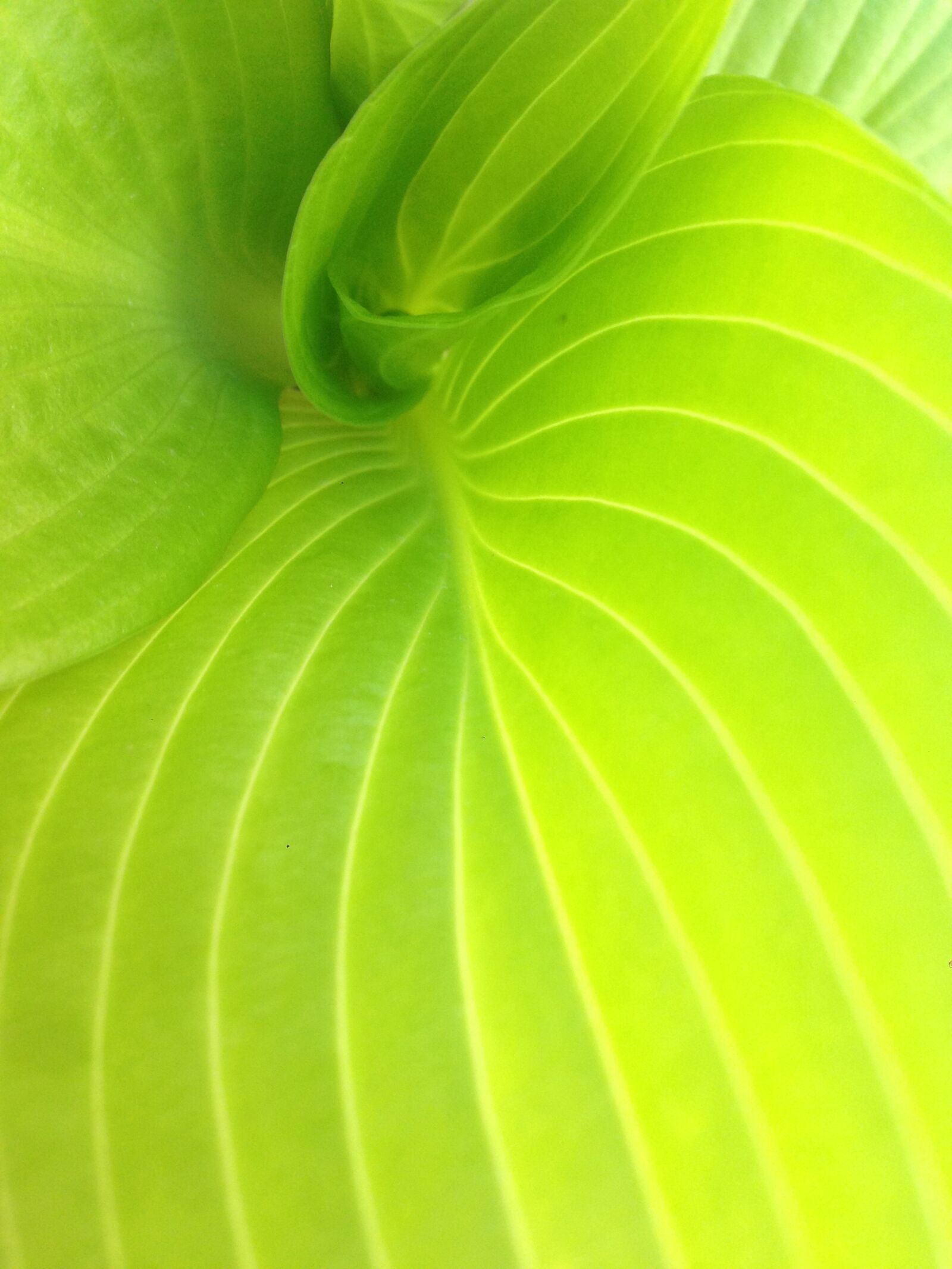 iPhone 5 back camera 4.12mm f/2.4 sample photo. Hosta photography