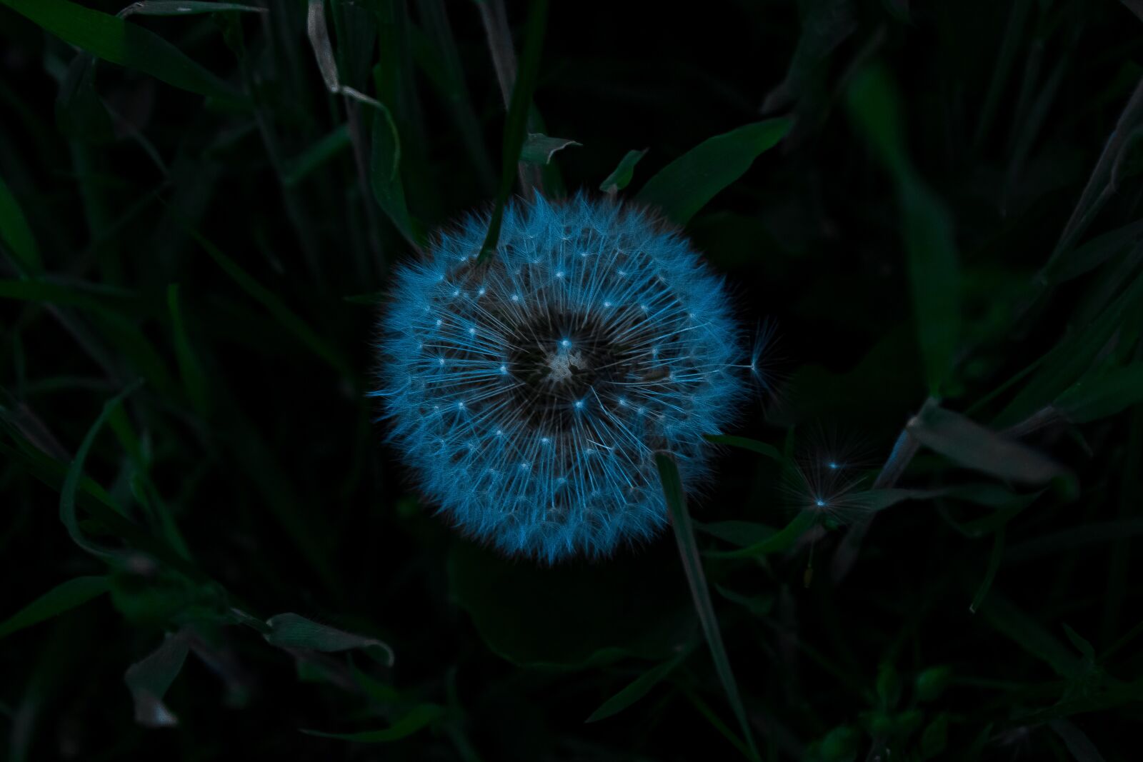 Canon EOS 1200D (EOS Rebel T5 / EOS Kiss X70 / EOS Hi) sample photo. Nature, dandelion, horseflower photography