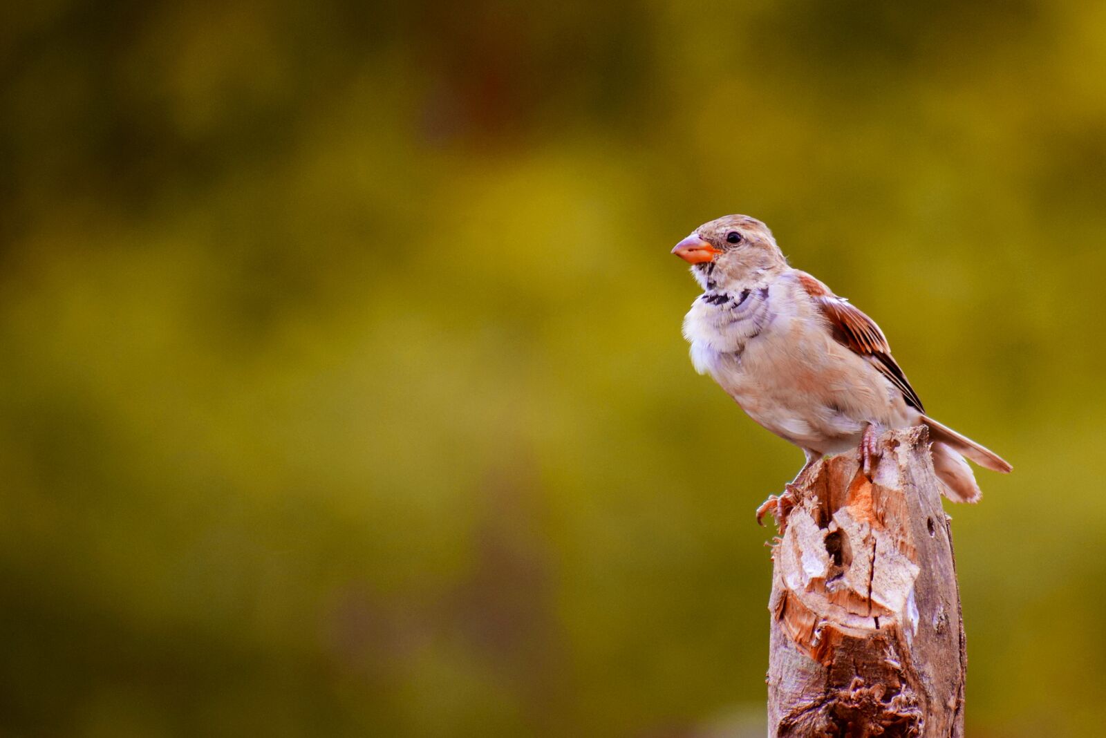 Nikon D5300 sample photo. Birds, sparrow, pen photography