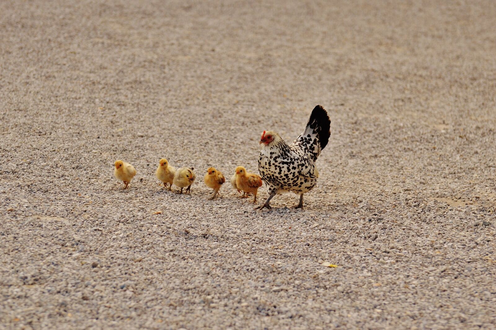Nikon D3200 sample photo. Chicks, chicken, hen photography