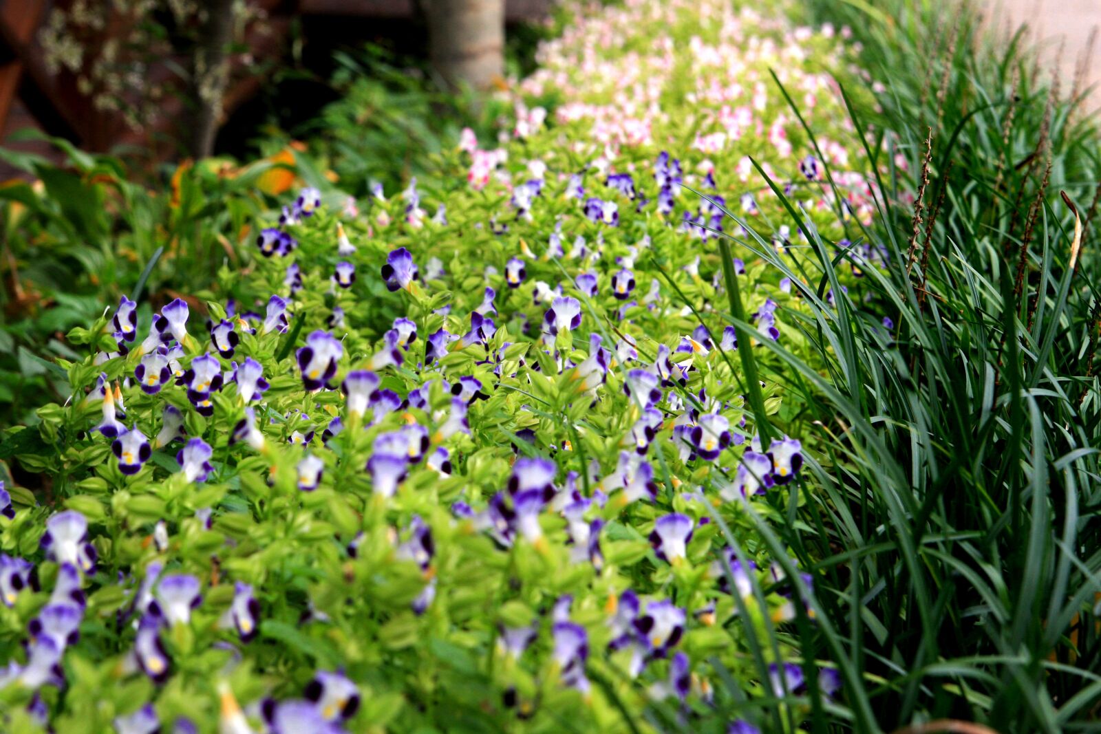 Canon EOS 40D sample photo. Garden, flowers, nature photography