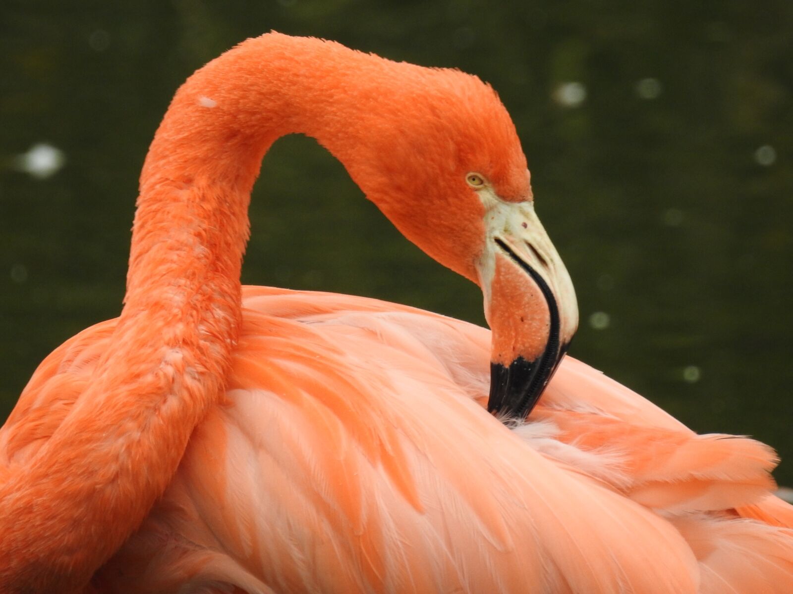 Nikon Coolpix P900 sample photo. Flamingo, bird, pink photography