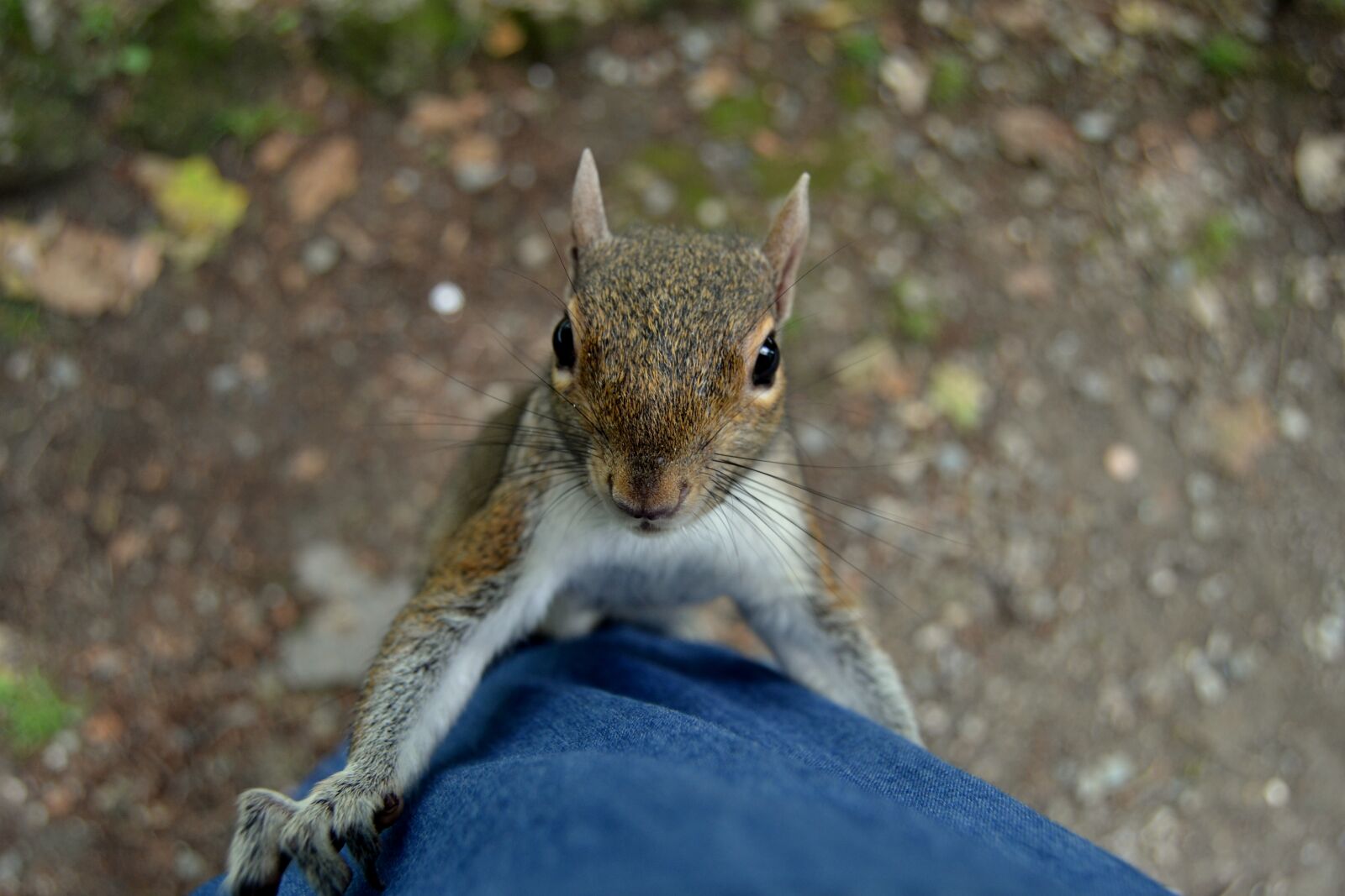 Nikon D3100 sample photo. Squirrel, park, nature photography