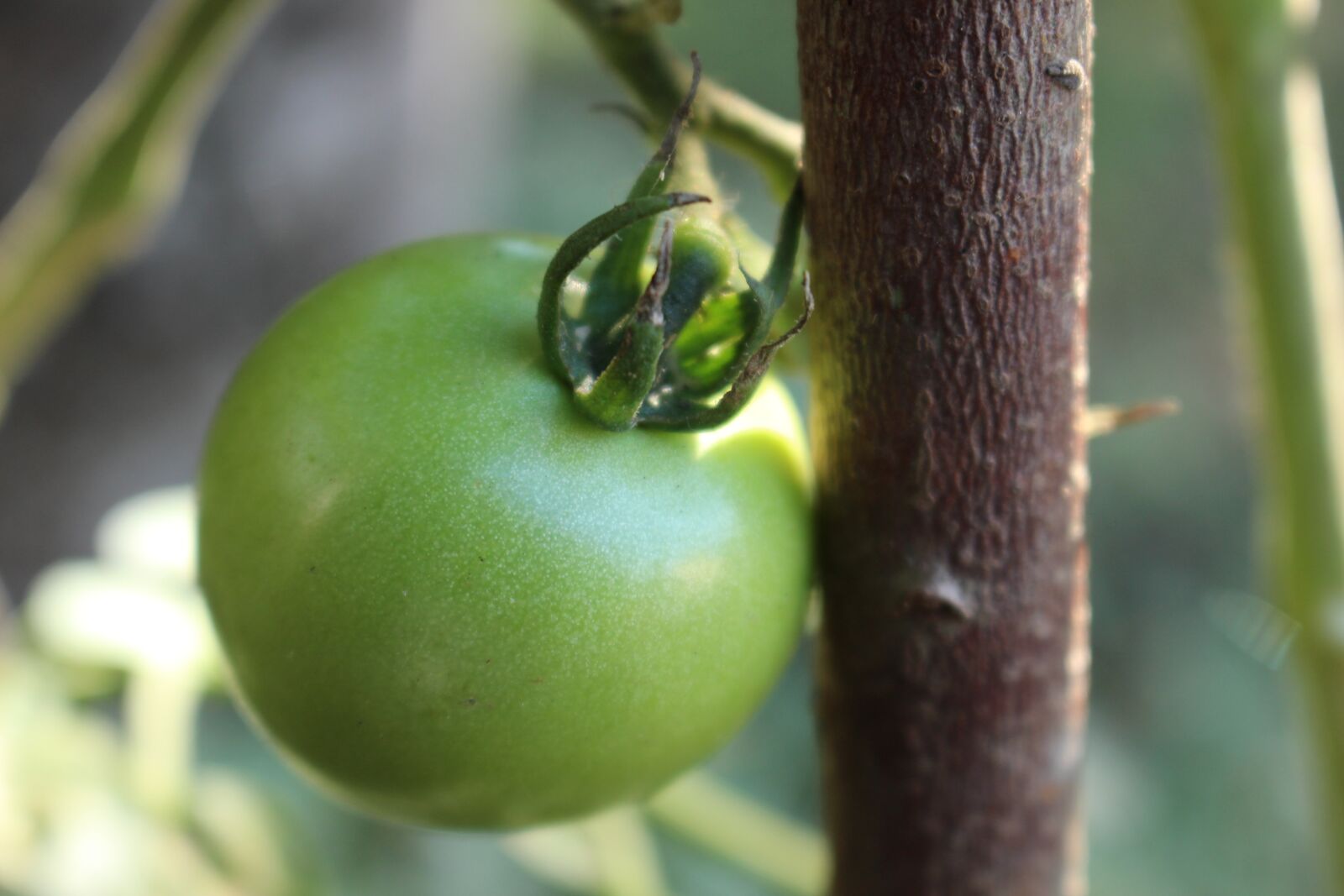 Canon EOS 100D (EOS Rebel SL1 / EOS Kiss X7) sample photo. Tomato, green, nature photography
