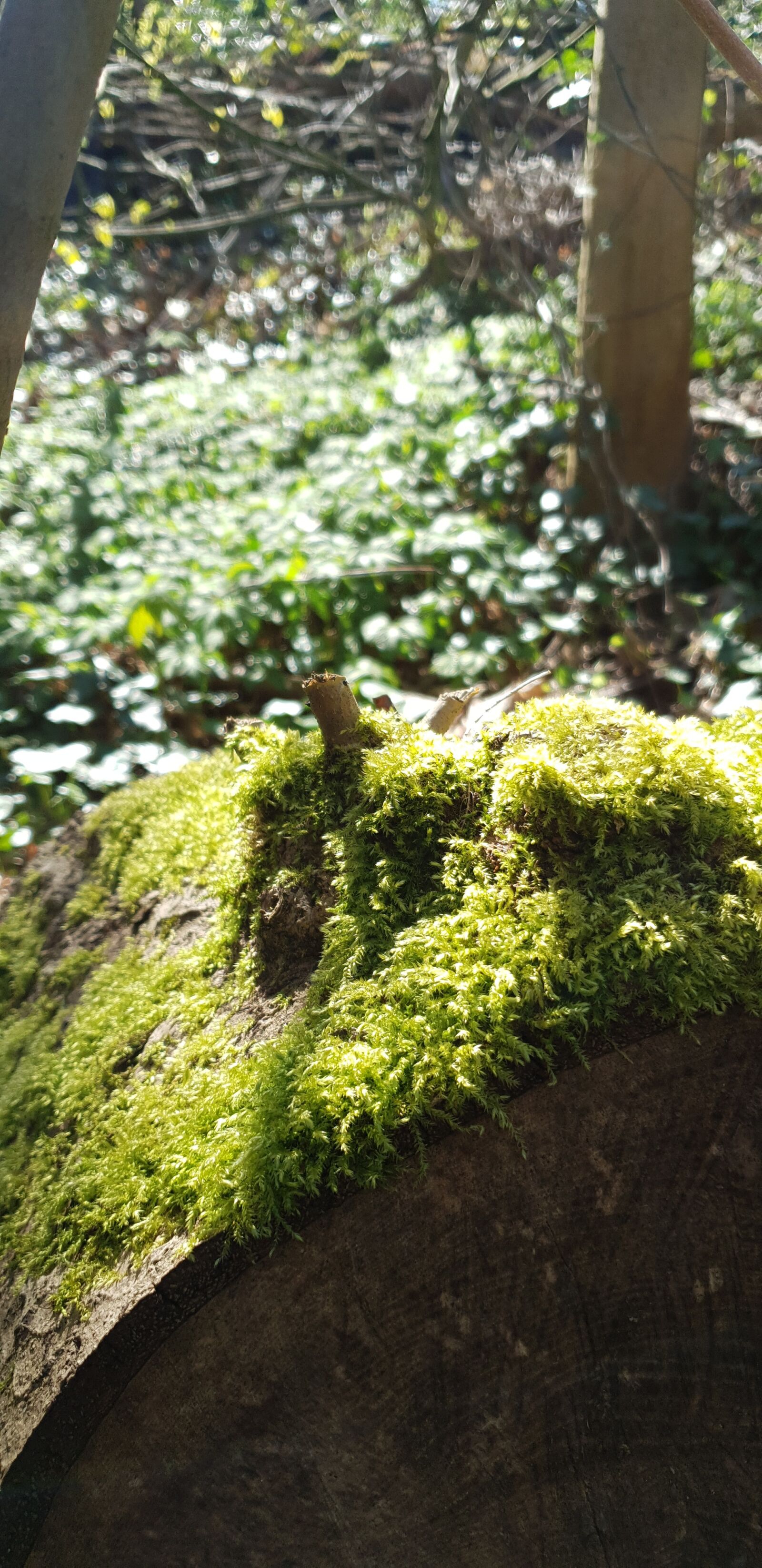Samsung Galaxy S9+ sample photo. Moss, forest, green photography
