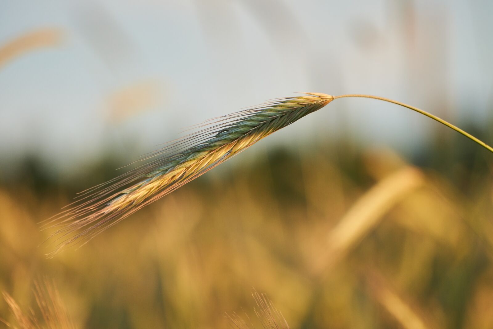 Sony E 55-210mm F4.5-6.3 OSS sample photo. Cereals, close up, macro photography