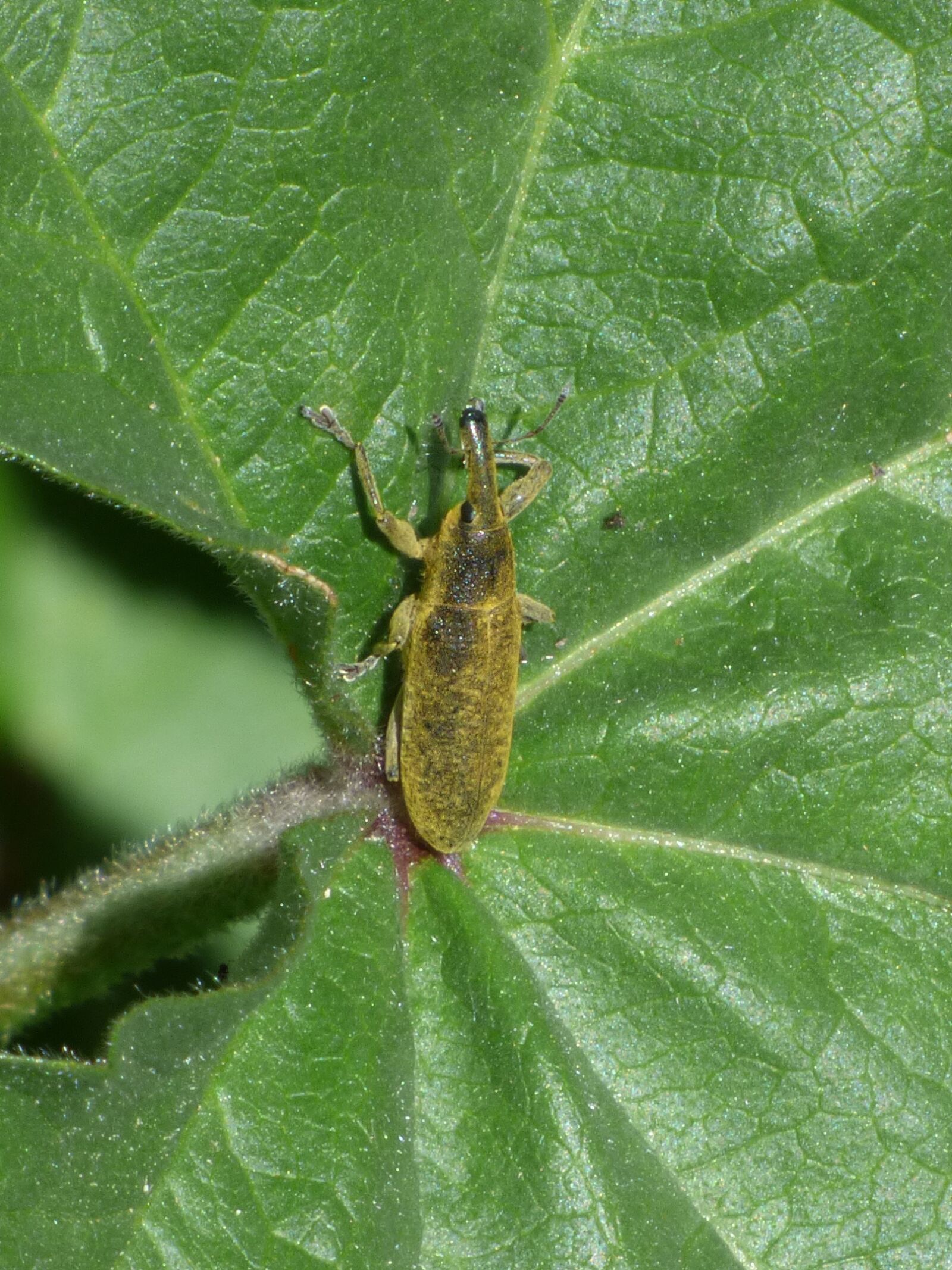 Panasonic Lumix DMC-FZ70 sample photo. Lixus angustatus, lixus, beetle photography