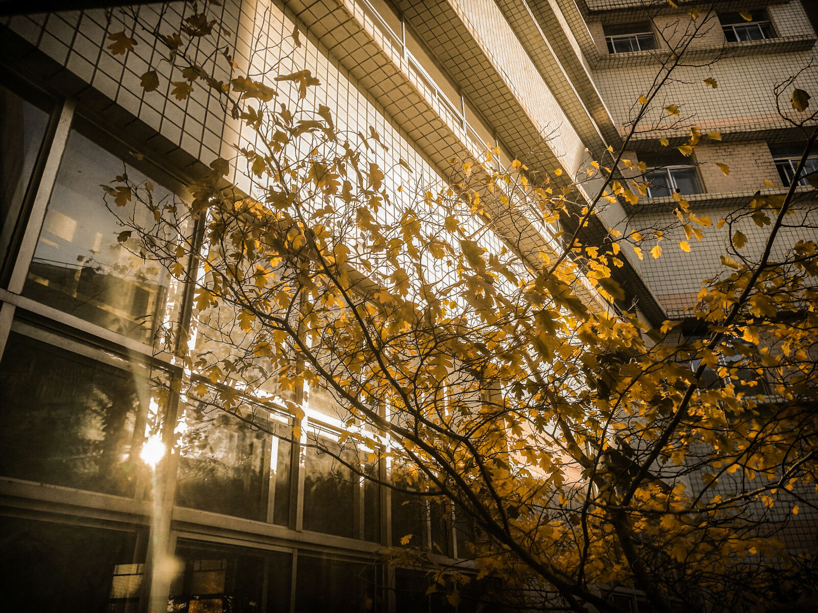HUAWEI Honor V8 sample photo. Autumn, autumn, colours, autumn photography