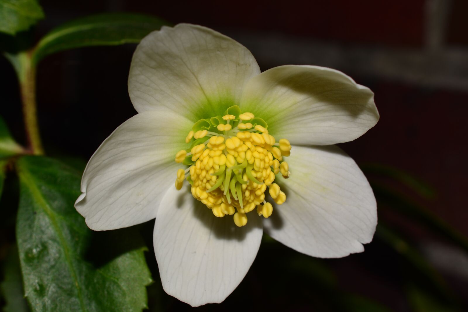Nikon D5200 sample photo. Blossom, bloom, flower photography