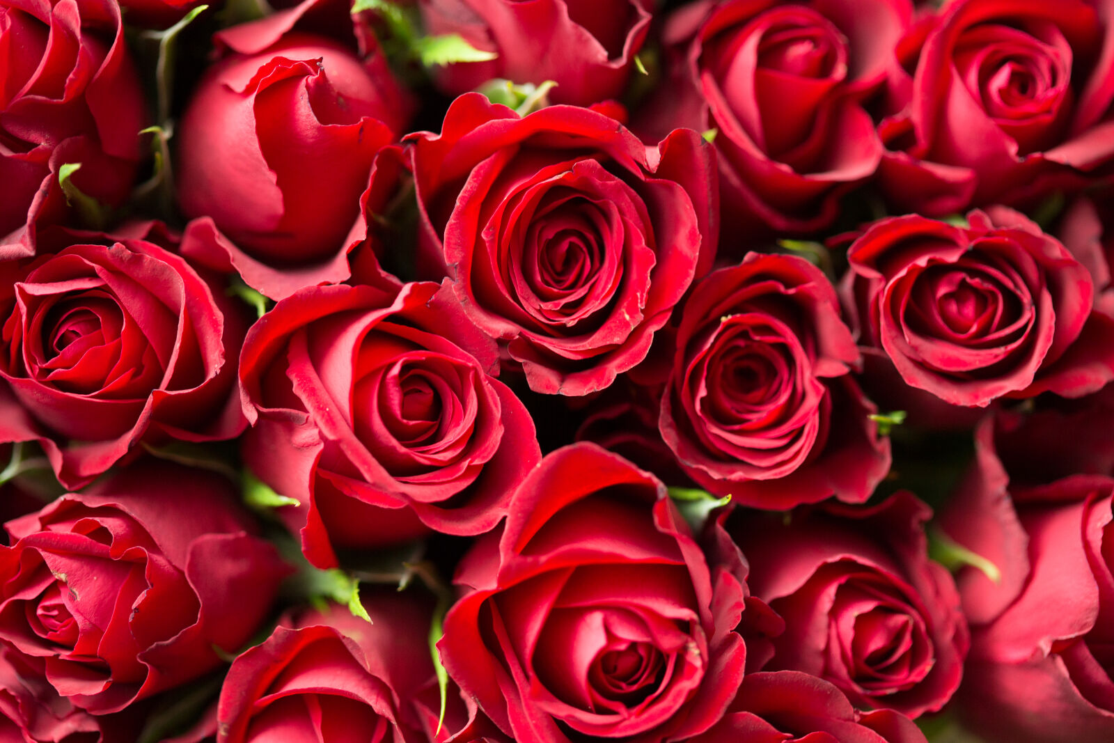 Canon EF 100mm F2.8 Macro USM sample photo. Red, roses, close, up photography