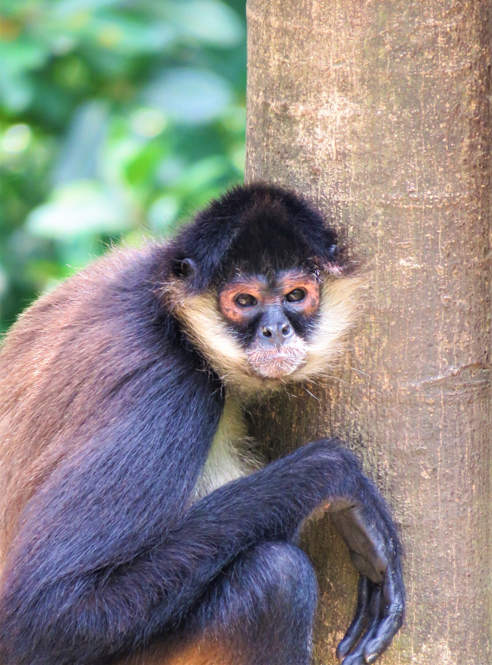 Canon PowerShot SX60 HS sample photo. Spider monkey, monkey, primate photography