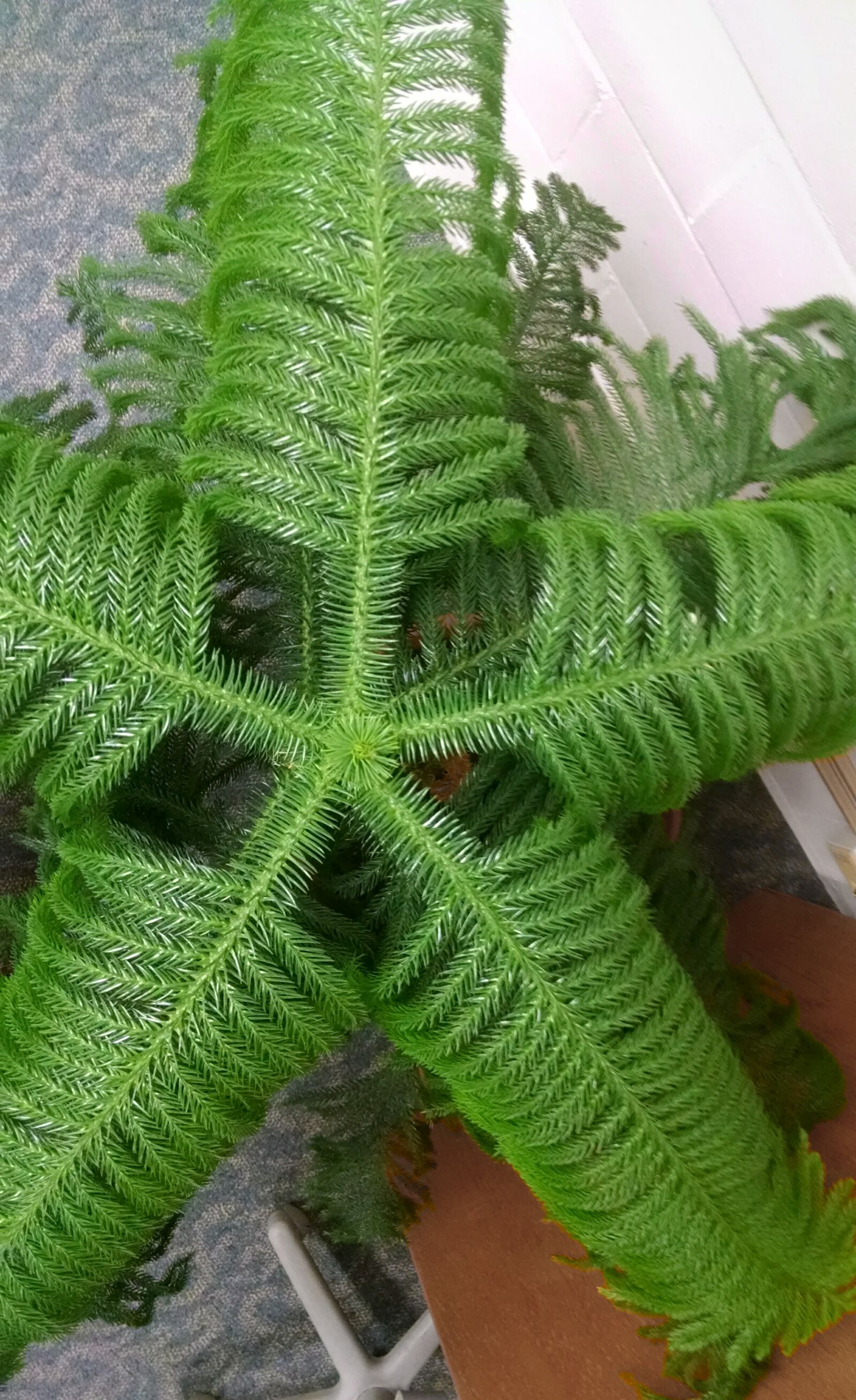 Motorola Moto X (1st Gen) sample photo