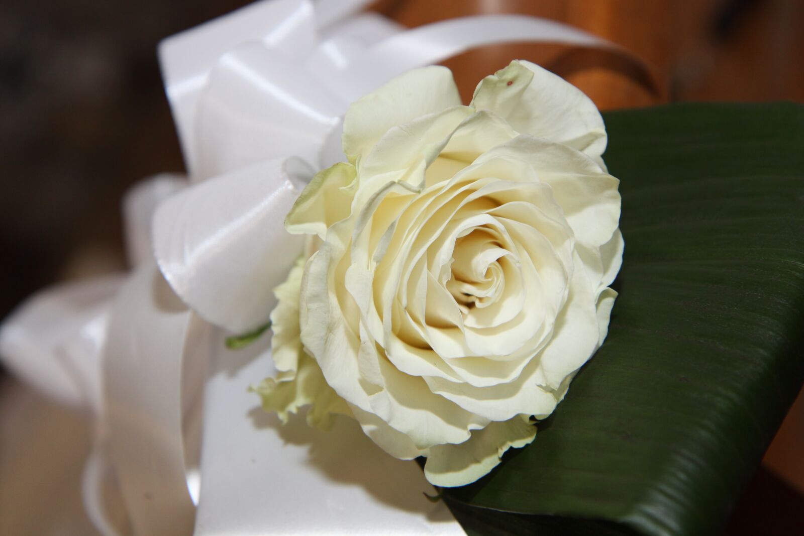 Canon EOS 50D sample photo. Flower, bow, decoration photography