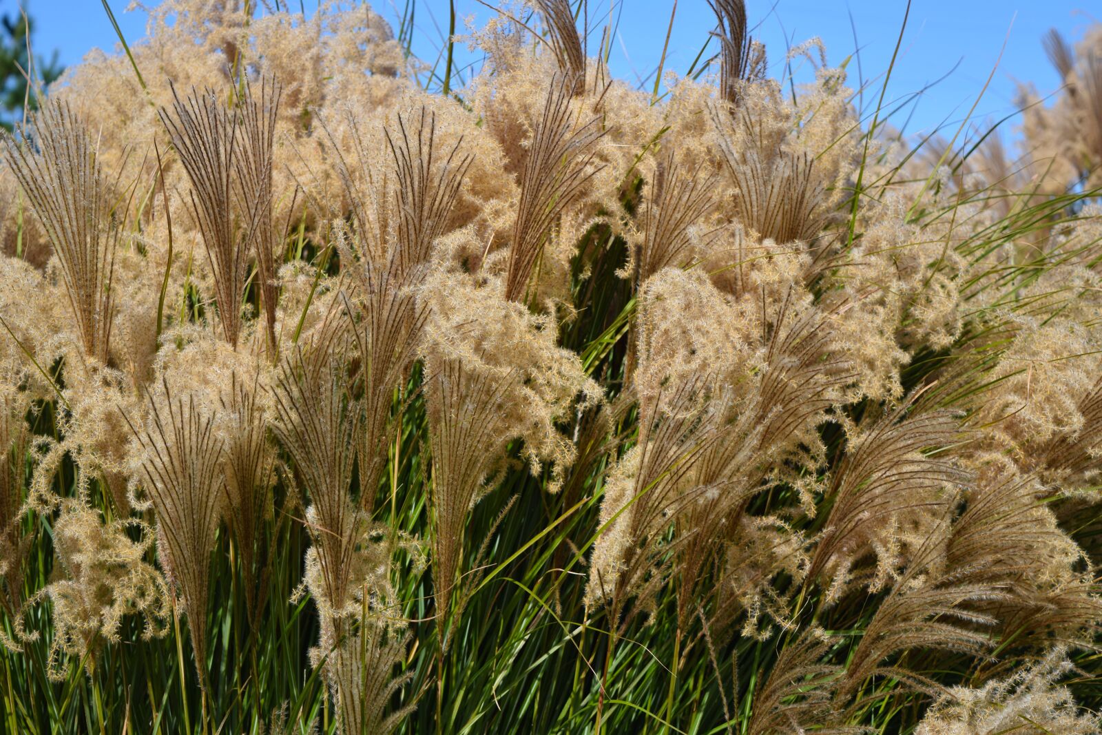 Nikon D5300 sample photo. Grass, weeds, outdoor photography