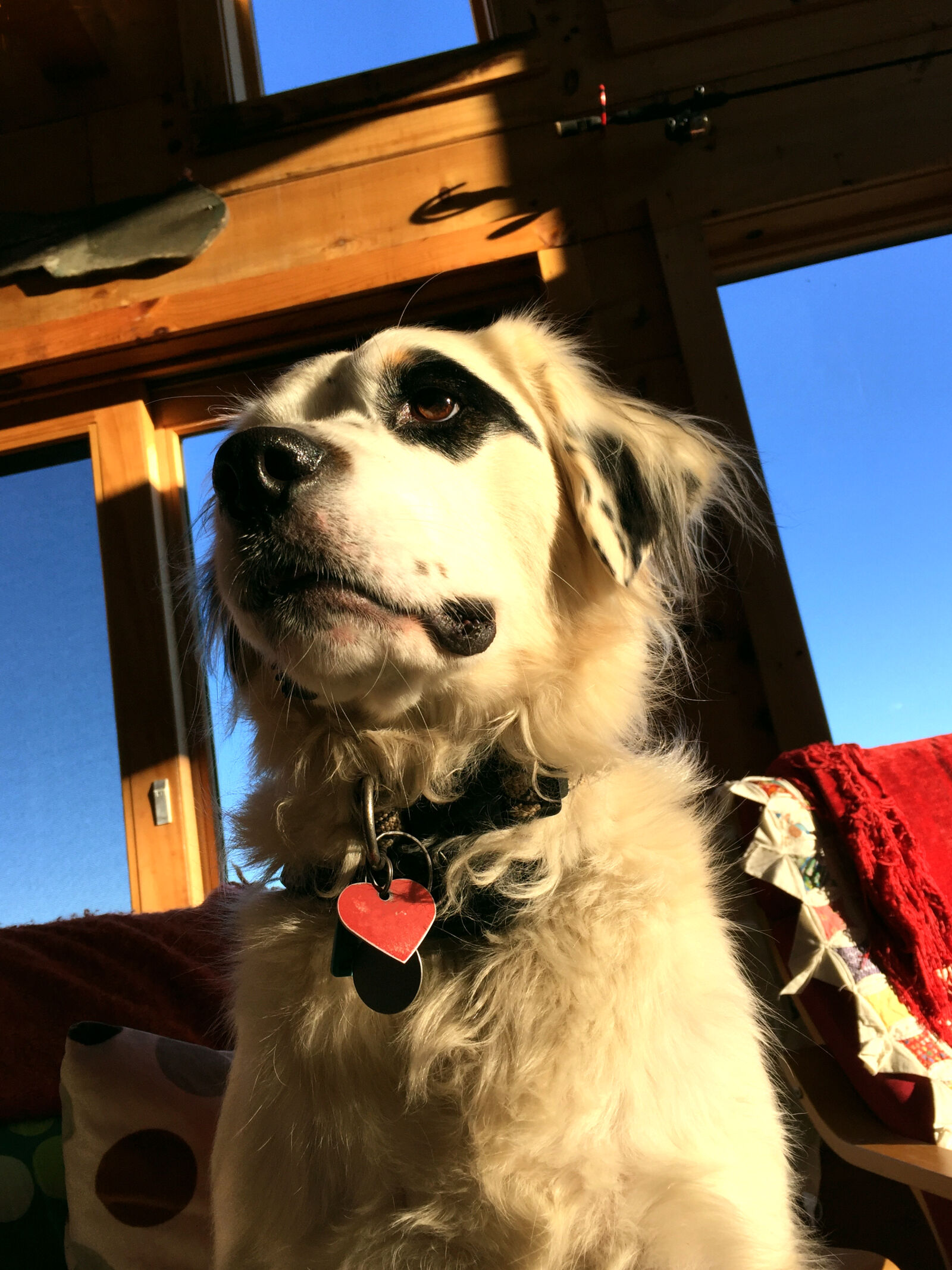 Apple iPhone 6 sample photo. Dog, english, setter, hunting photography