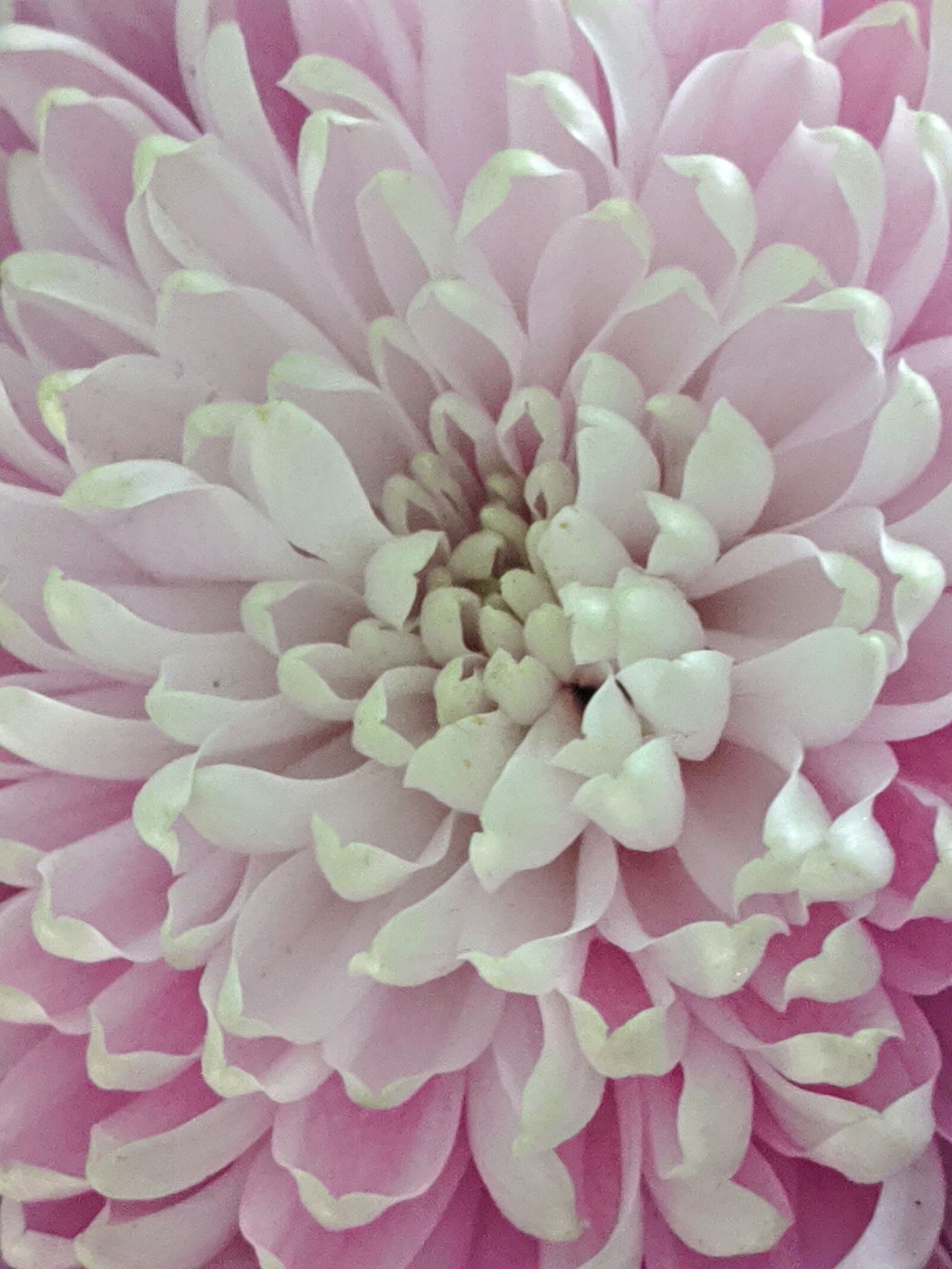 Google Pixel sample photo. Petals, flower, up close photography