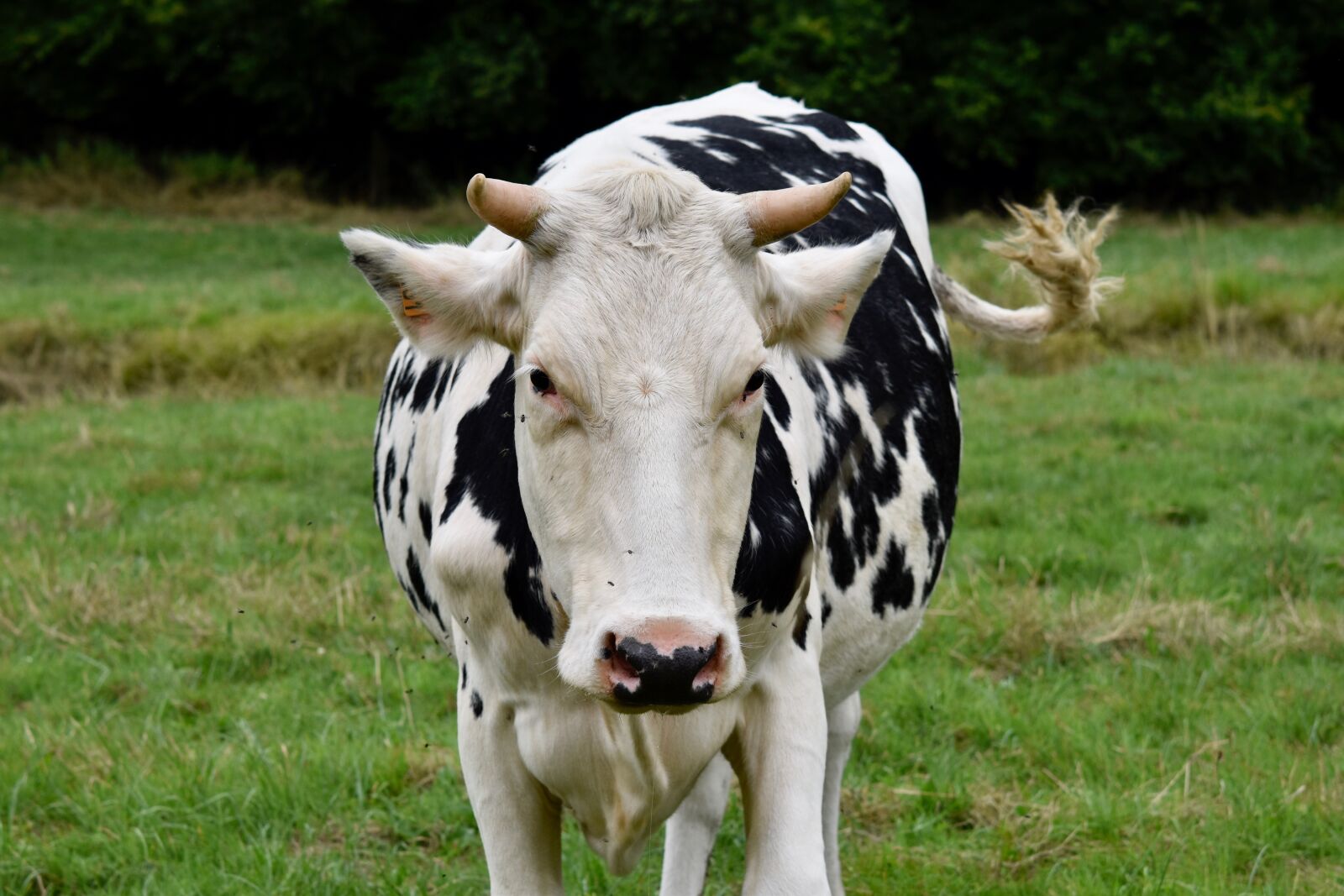 Nikon D5600 sample photo. Cow, cow white and photography
