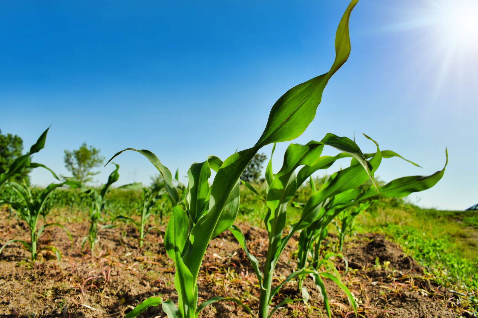 Nikon D3300 sample photo. Plant, agriculture, business photography