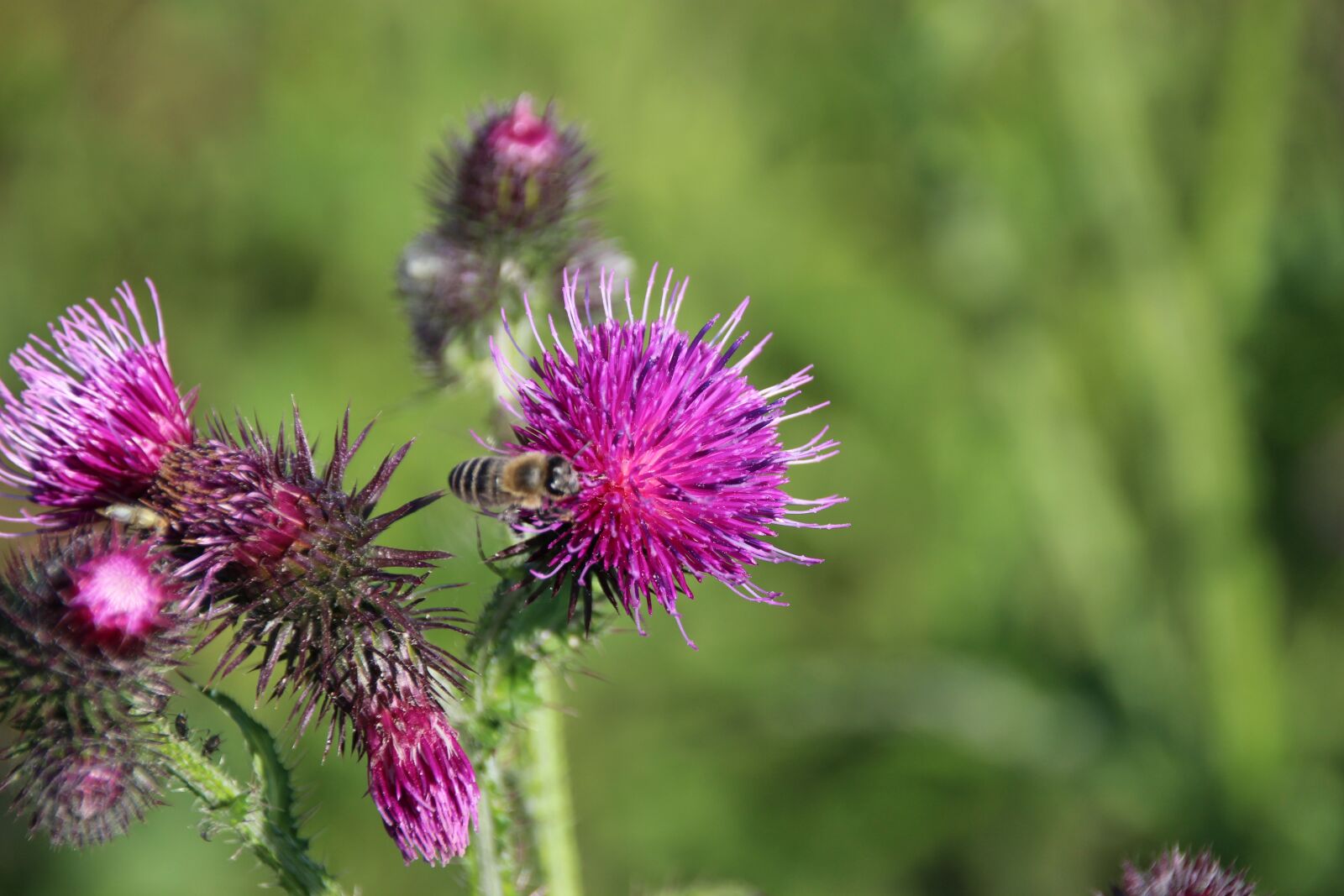 Canon EOS 600D (Rebel EOS T3i / EOS Kiss X5) sample photo. Nature, plant, flower photography
