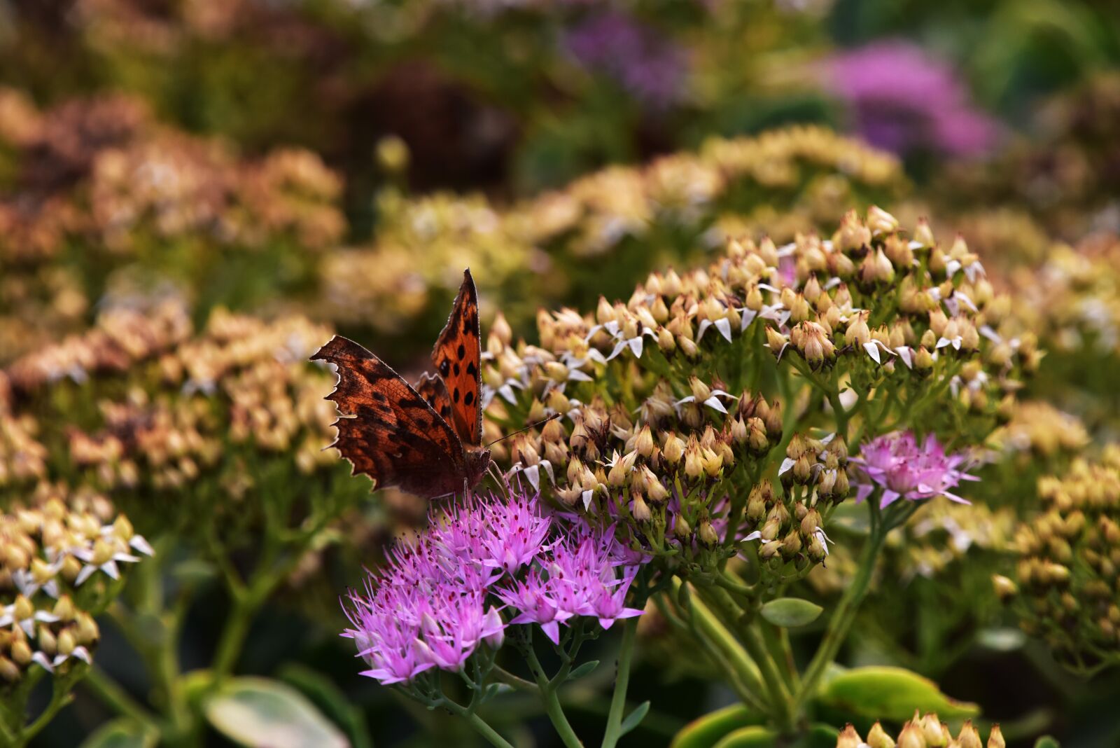 Nikon D810 sample photo. Butterfly photography