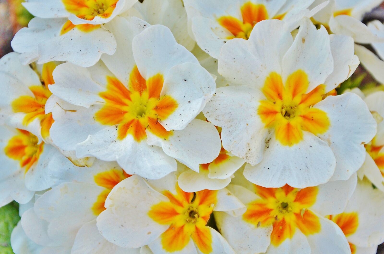 Nikon D7000 sample photo. Flower, natur, floral photography