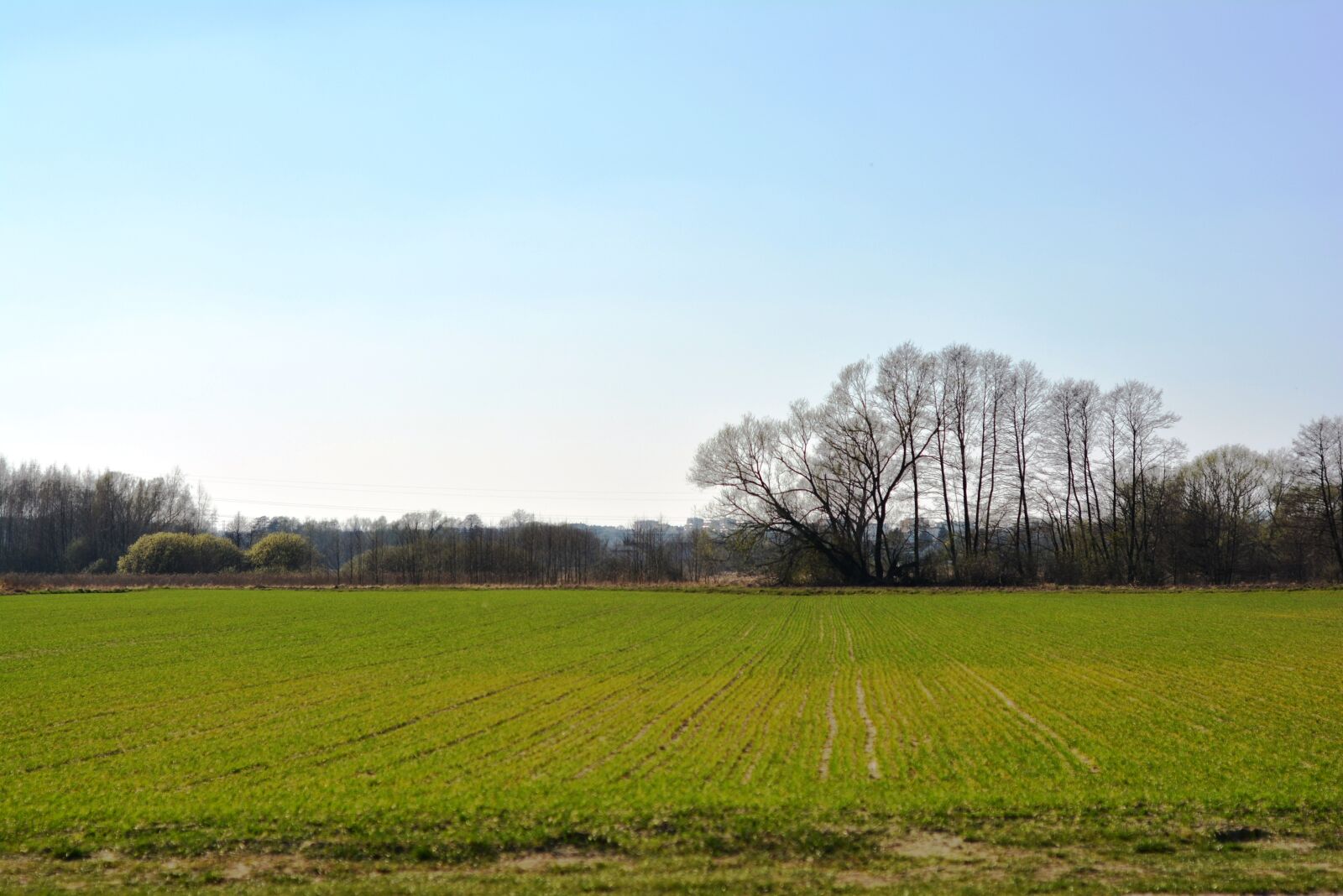 Nikon D5200 sample photo. Field, crops, sow photography
