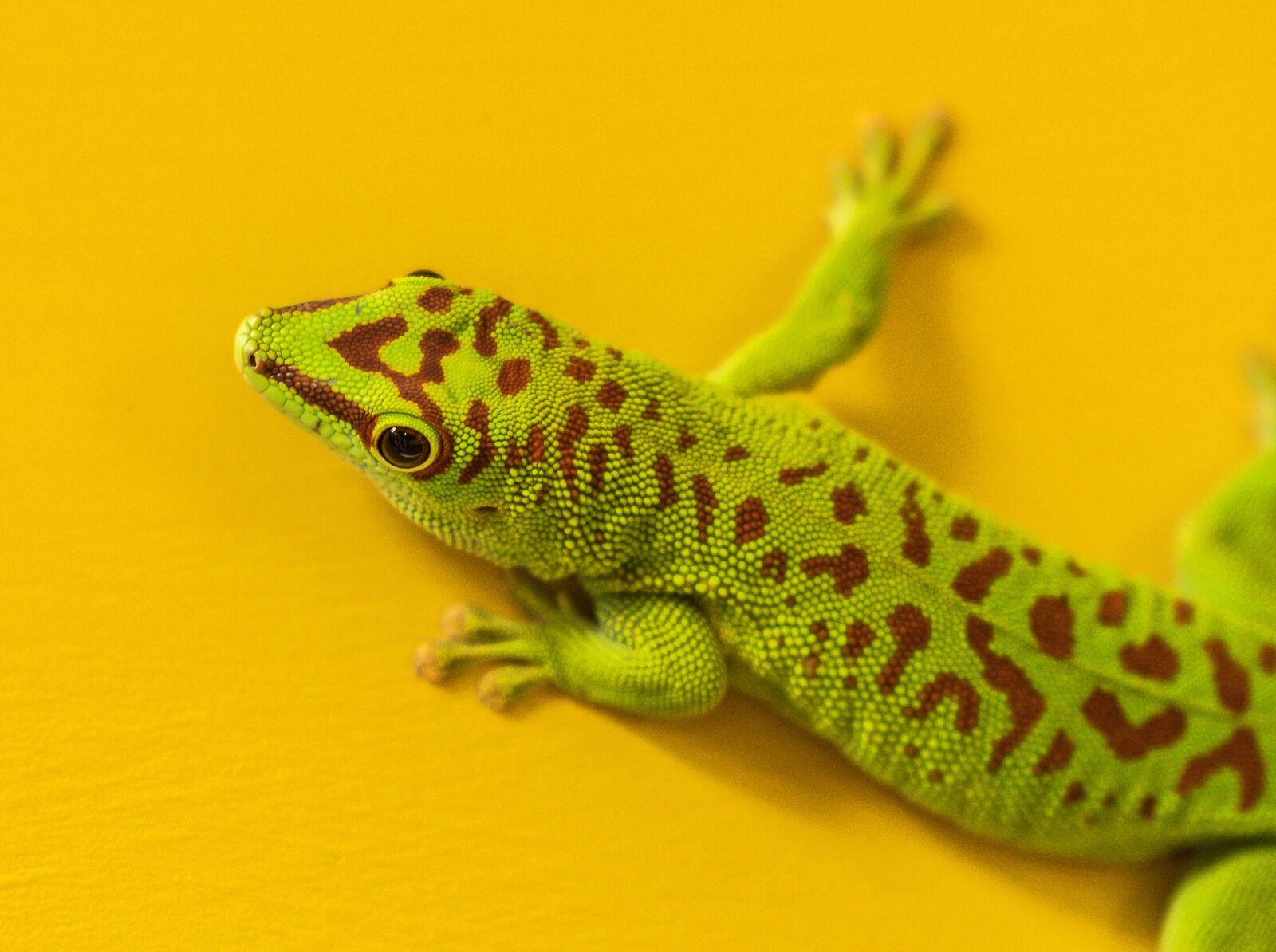 Nikon D500 sample photo. Hir, zoo, gecko photography