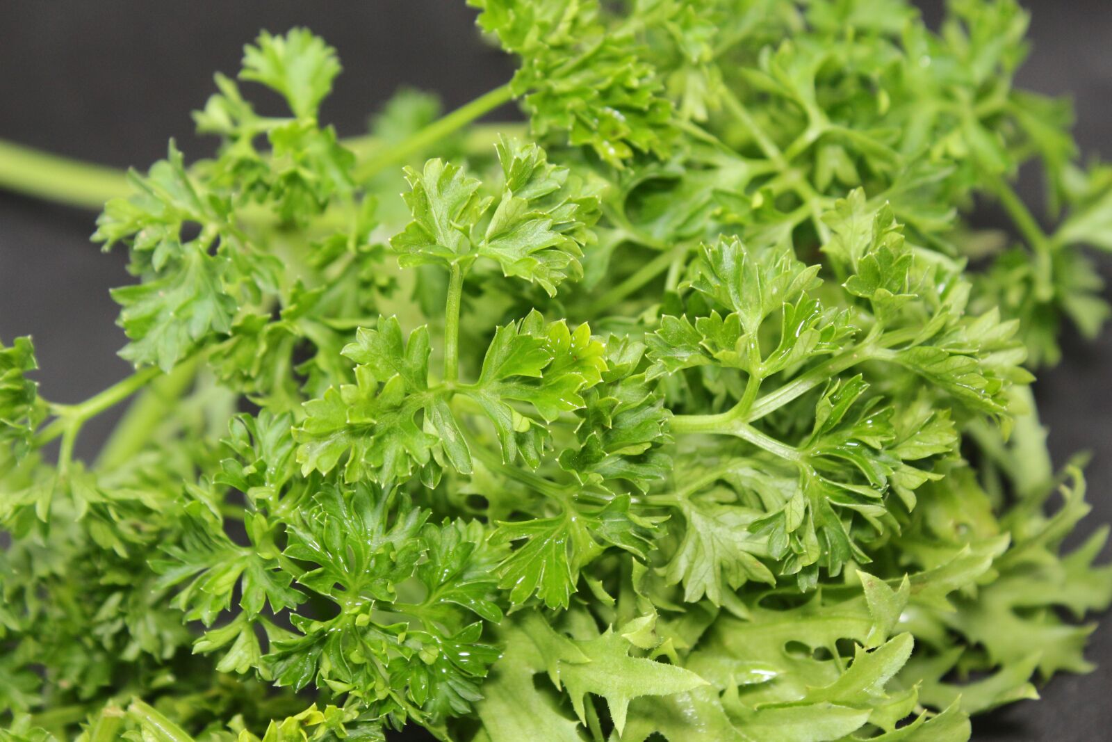 Canon EF-S 18-55mm F3.5-5.6 IS sample photo. Salad, green, food photography
