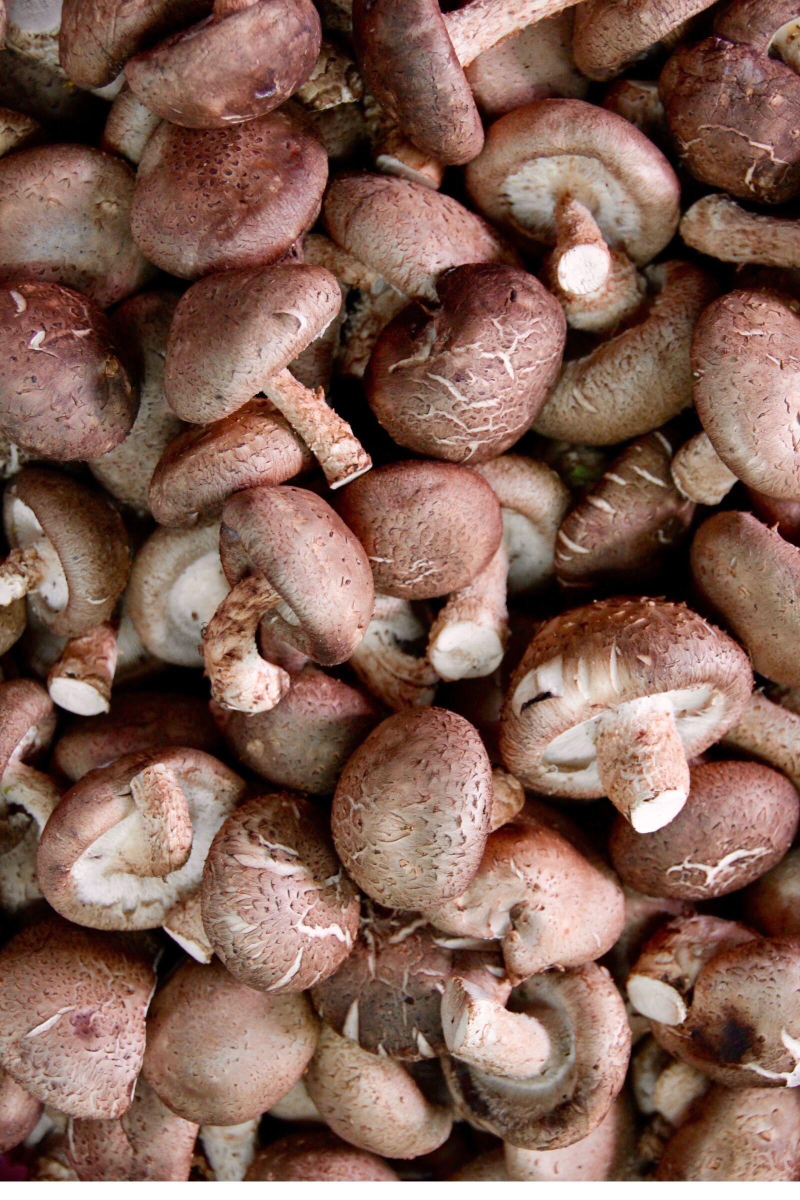 Canon EOS 60D sample photo. Mushrooms, delicious, champion photography