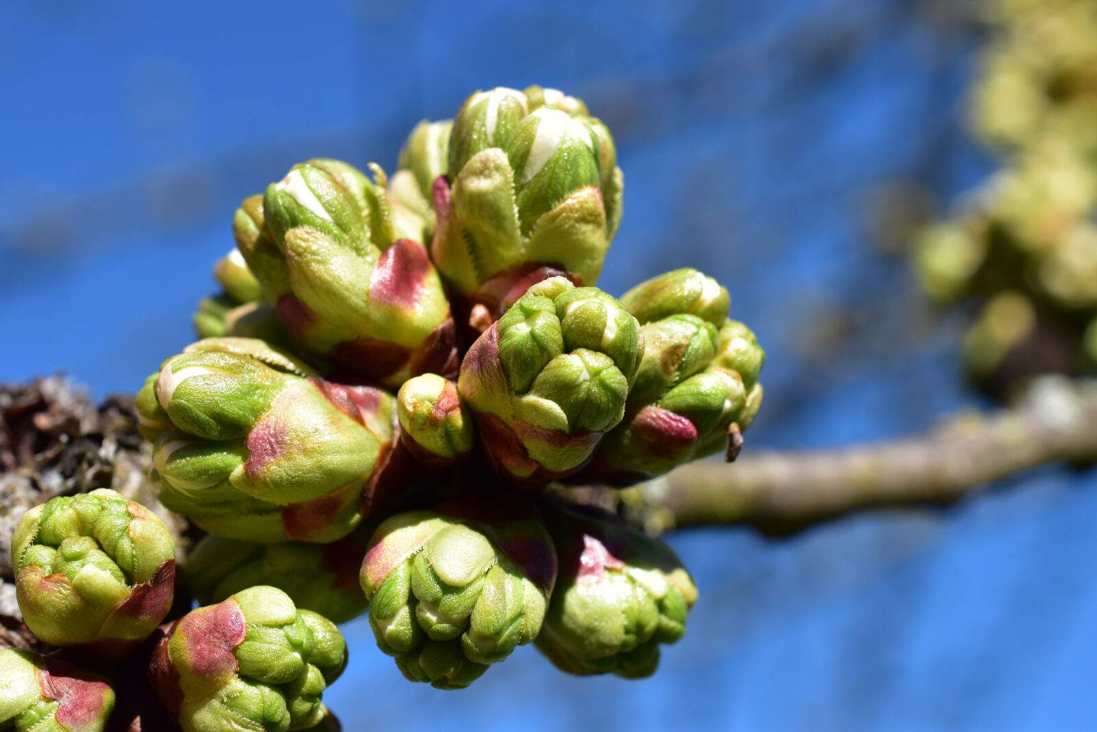 Nikon D5500 sample photo. Nature, plant, tree photography